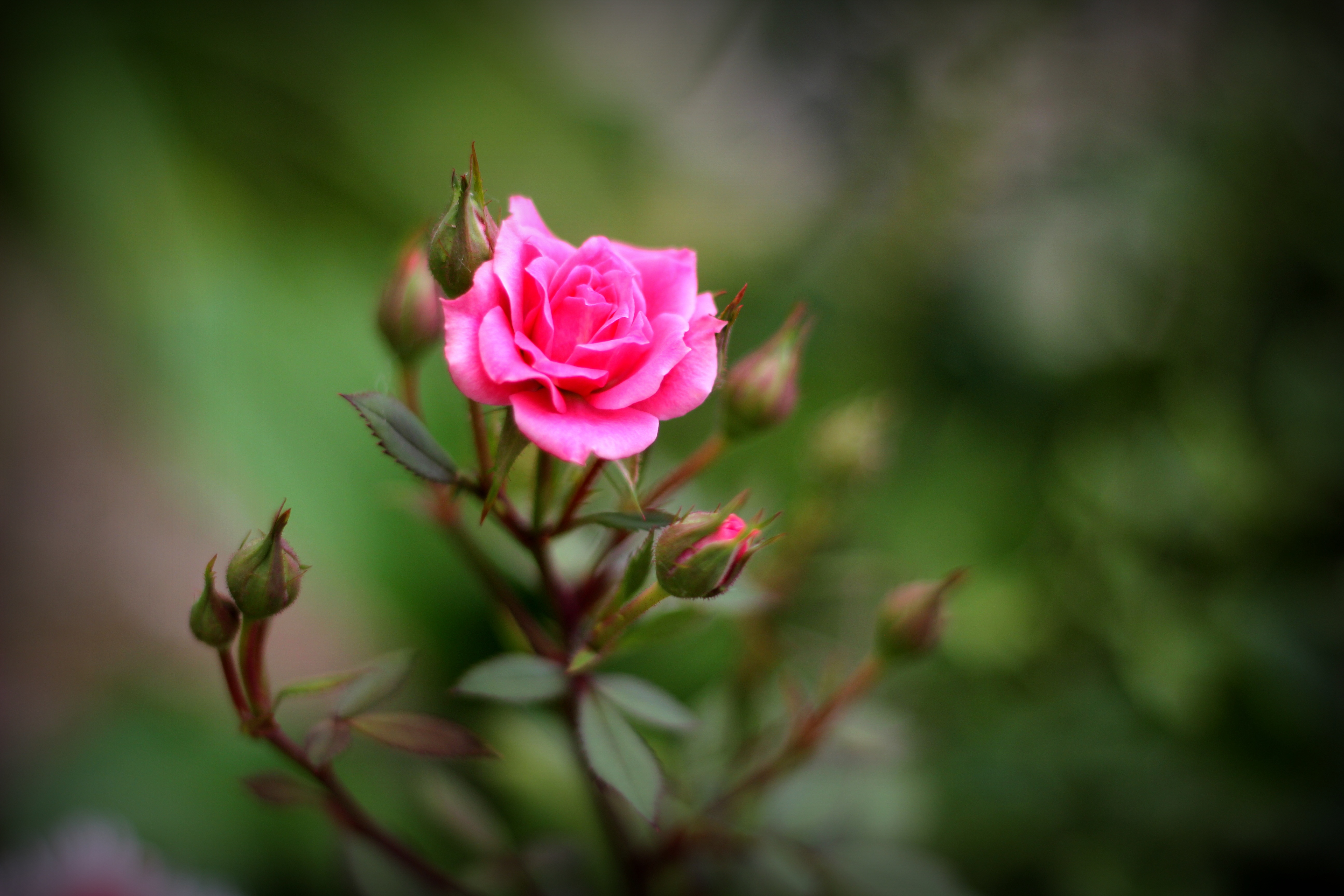 Download mobile wallpaper Nature, Flowers, Flower, Rose, Bud, Blur, Earth, Pink Rose, Depth Of Field for free.