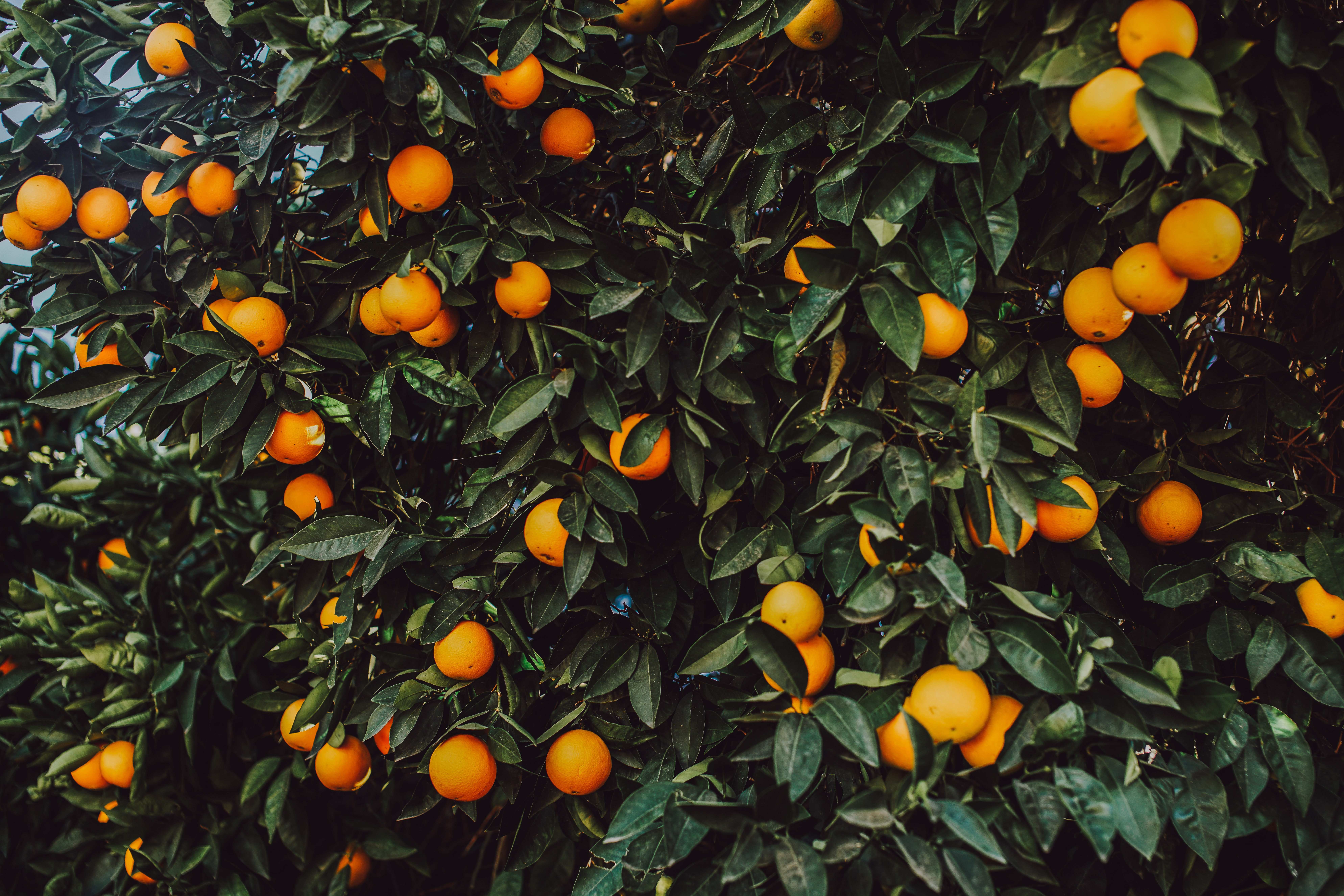 135344 скачать обои оранжевые, растение, куст, апельсин, плоды, природа - заставки и картинки бесплатно