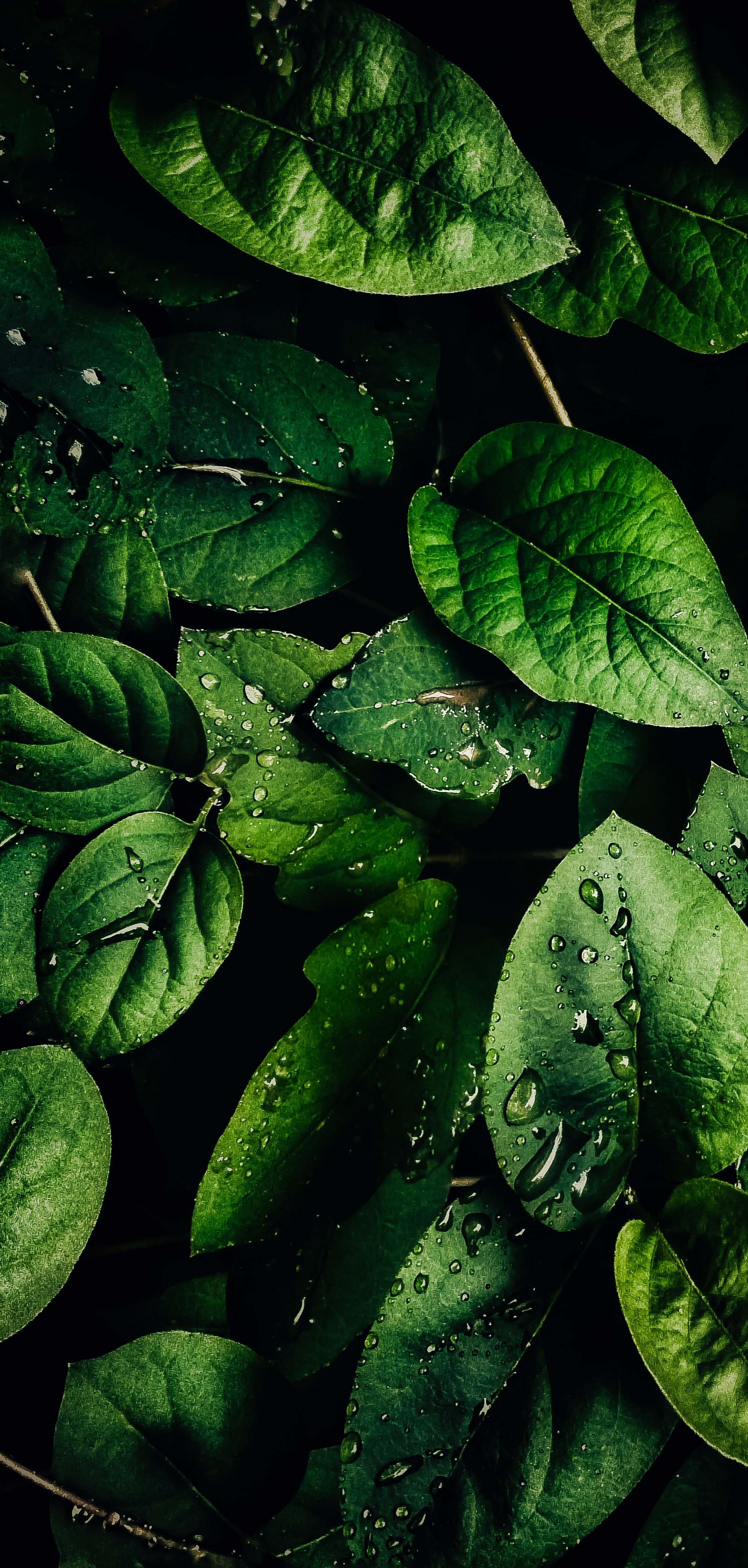 Laden Sie das Venen, Wasser, Blätter, Drops, Makro-Bild kostenlos auf Ihren PC-Desktop herunter