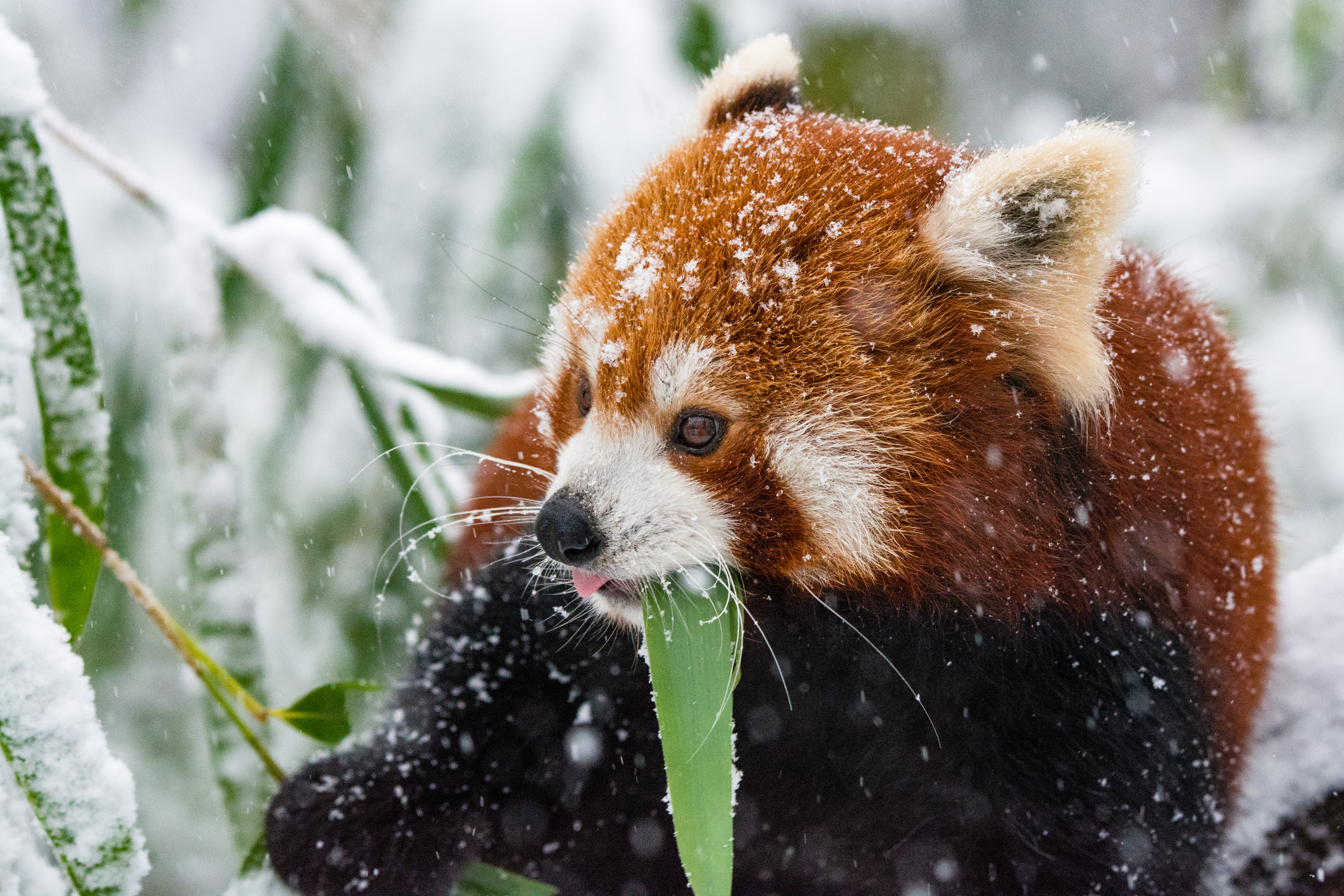 Download mobile wallpaper Snow, Stroll, Red Panda, Panda, Animals for free.