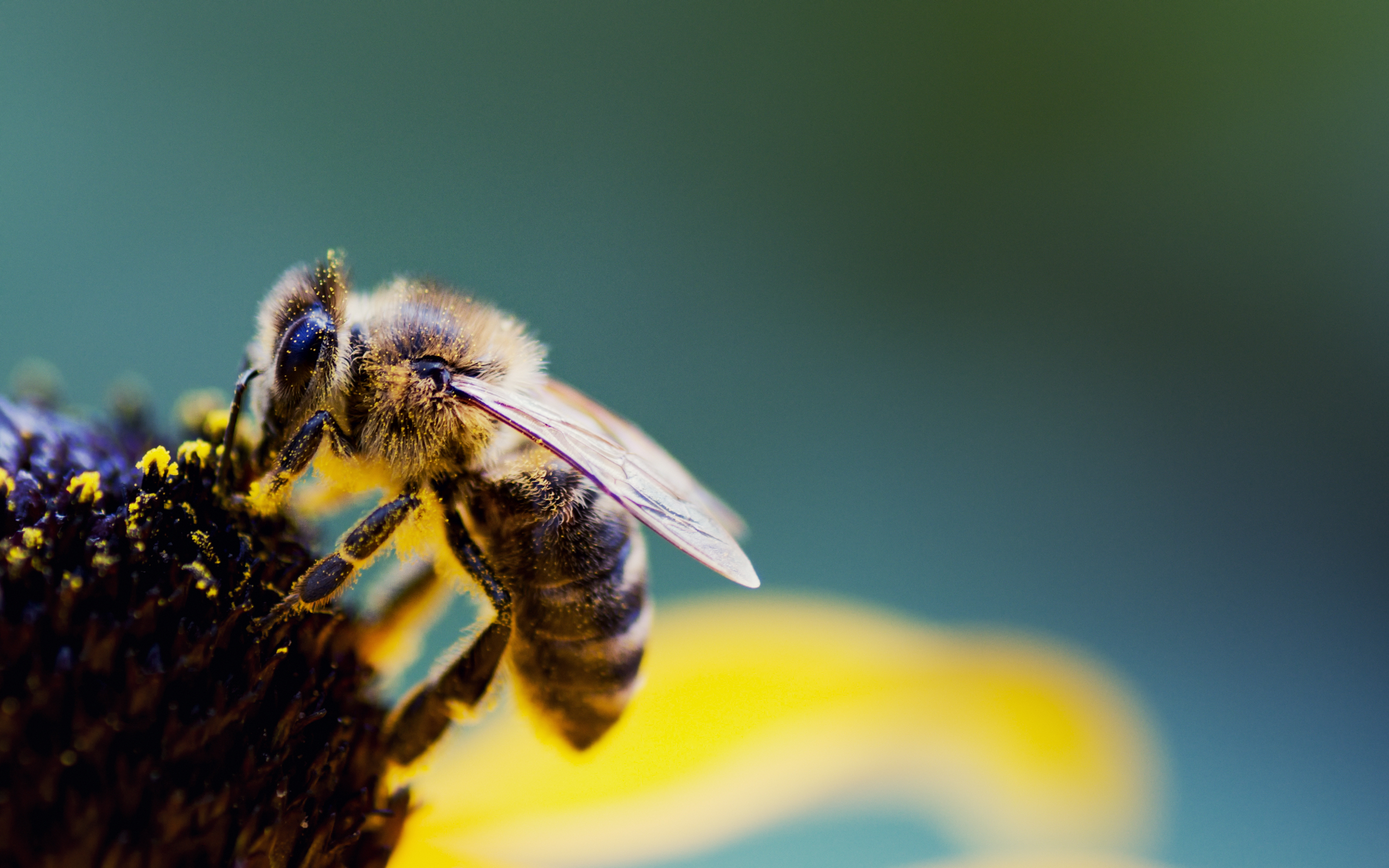 190806 baixar imagens animais, abelha, insetos - papéis de parede e protetores de tela gratuitamente