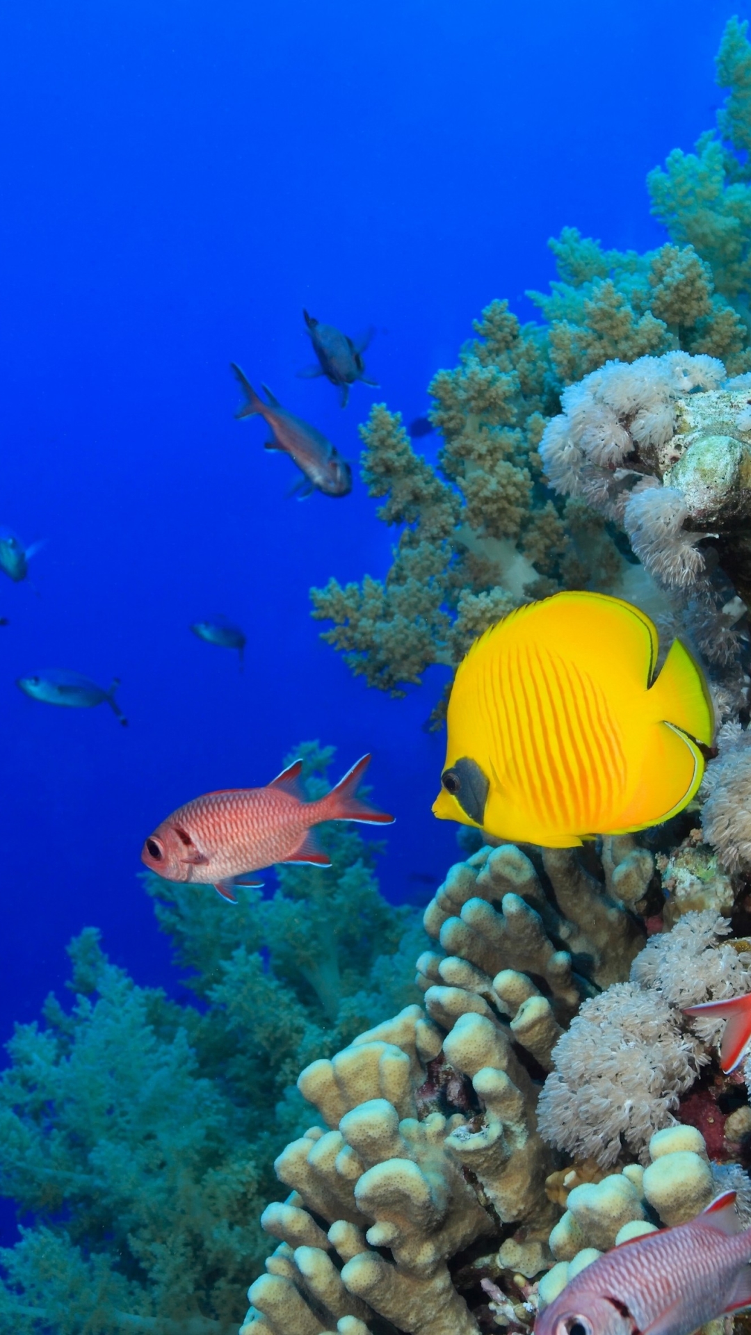 1113817 Hintergrundbild herunterladen tiere, fisch, tropischer fisch, koralle, falterfische, falterfisch, unterwasser, fische - Bildschirmschoner und Bilder kostenlos