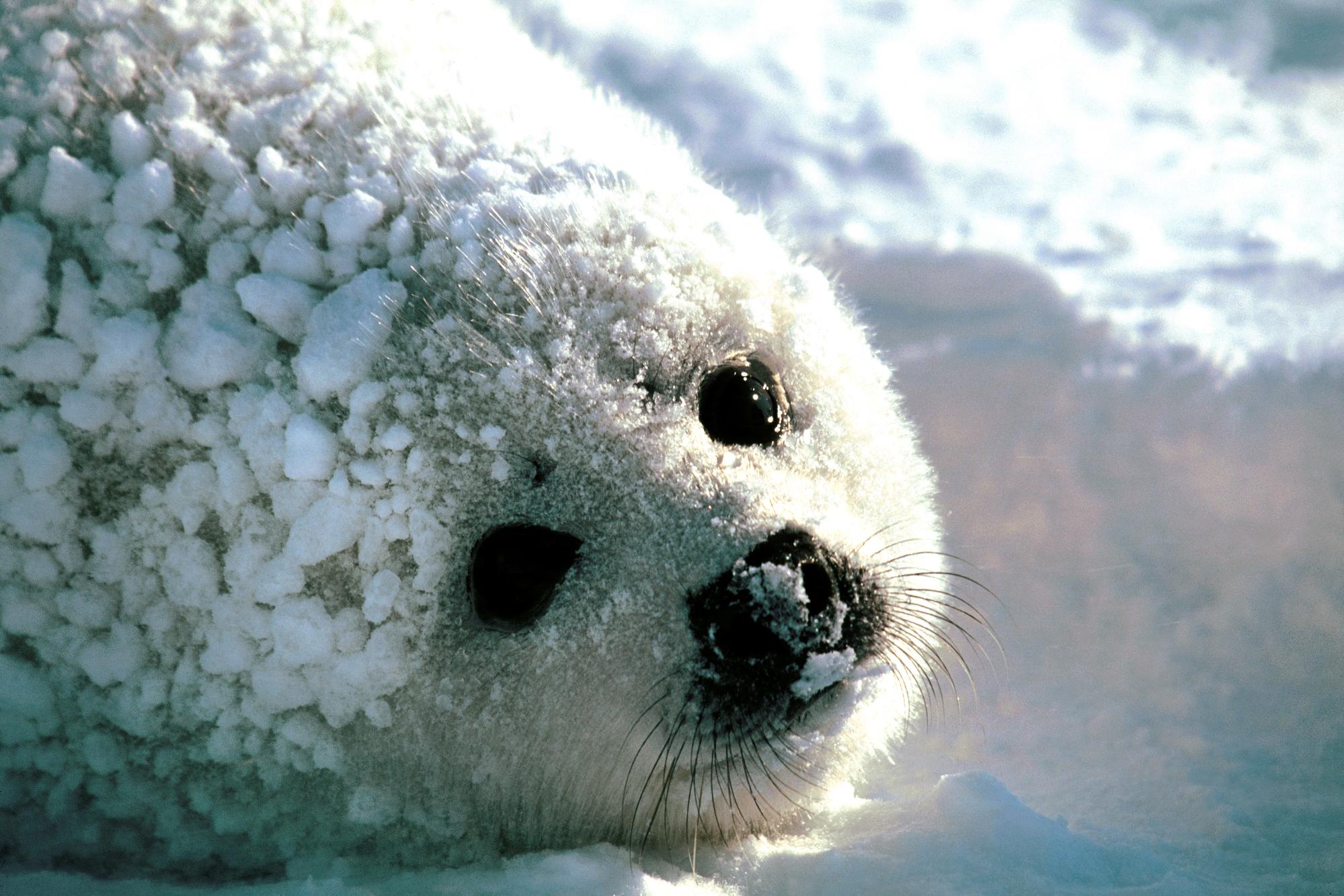 253050 baixar imagens animais, foca, selos - papéis de parede e protetores de tela gratuitamente