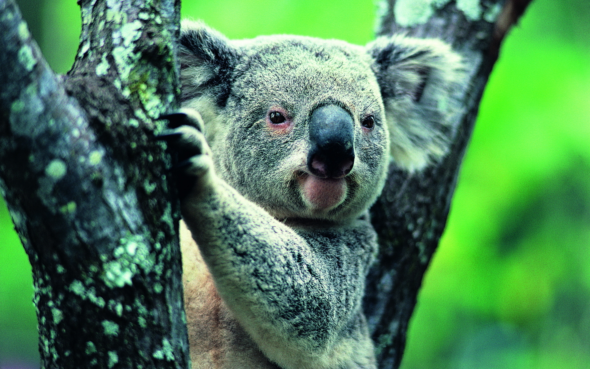 204348 baixar papel de parede animais, coala - protetores de tela e imagens gratuitamente
