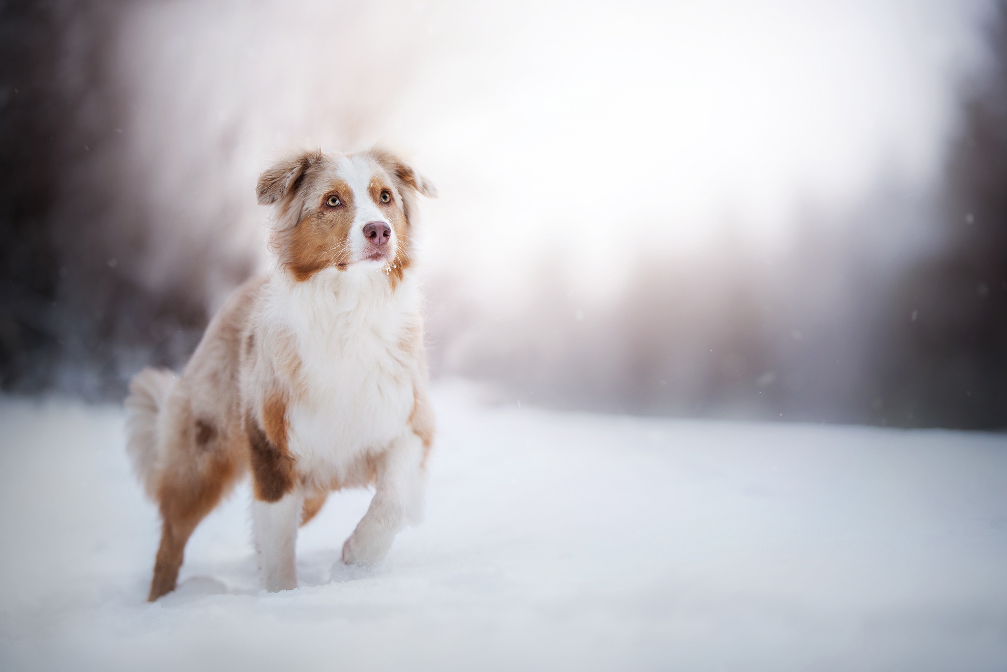 Laden Sie das Tiere, Hunde, Schnee, Hund, Australischer Hirte, Tiefenschärfe-Bild kostenlos auf Ihren PC-Desktop herunter