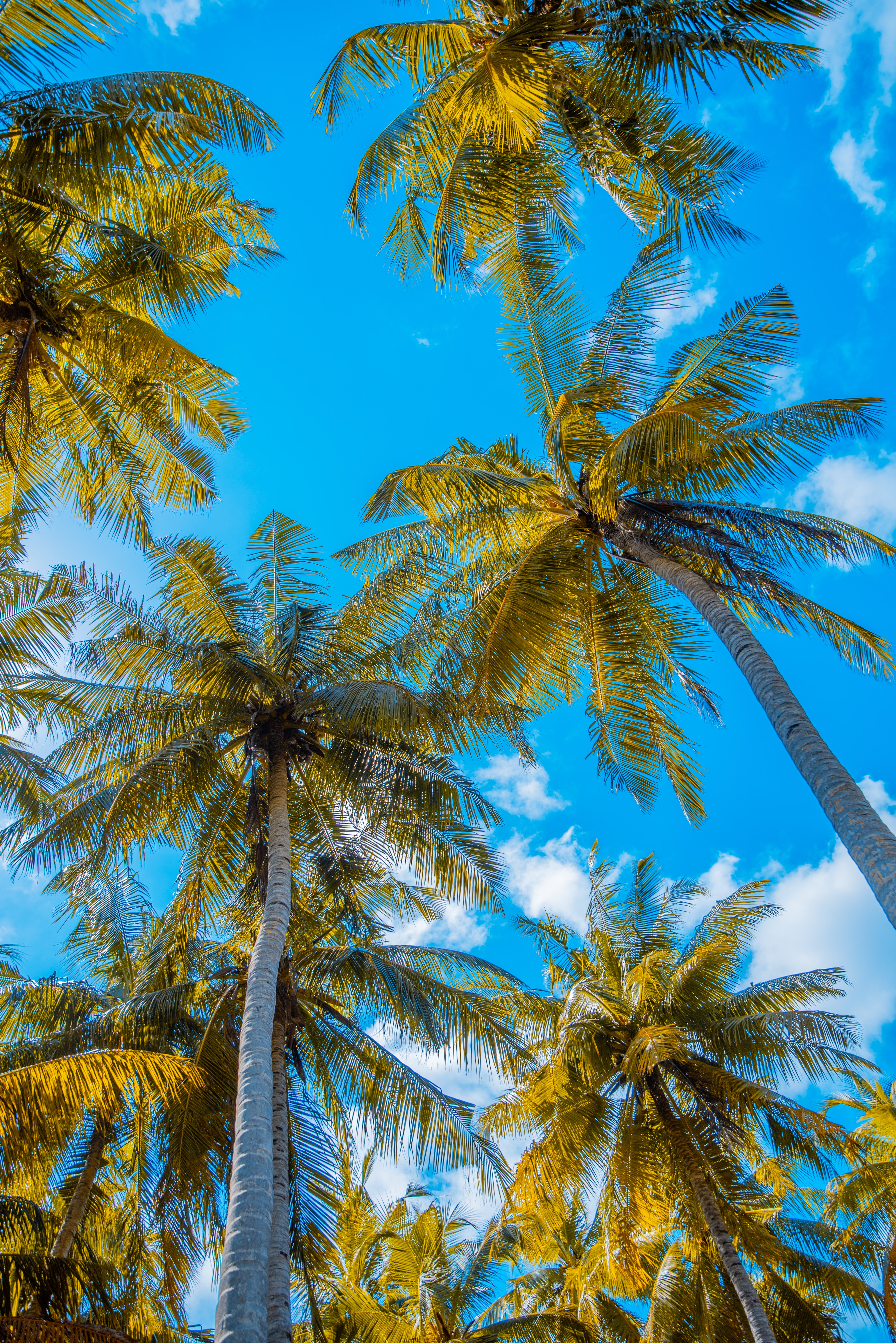 Laden Sie das Sommer, Sky, Clouds, Palms, Natur, Tropen-Bild kostenlos auf Ihren PC-Desktop herunter