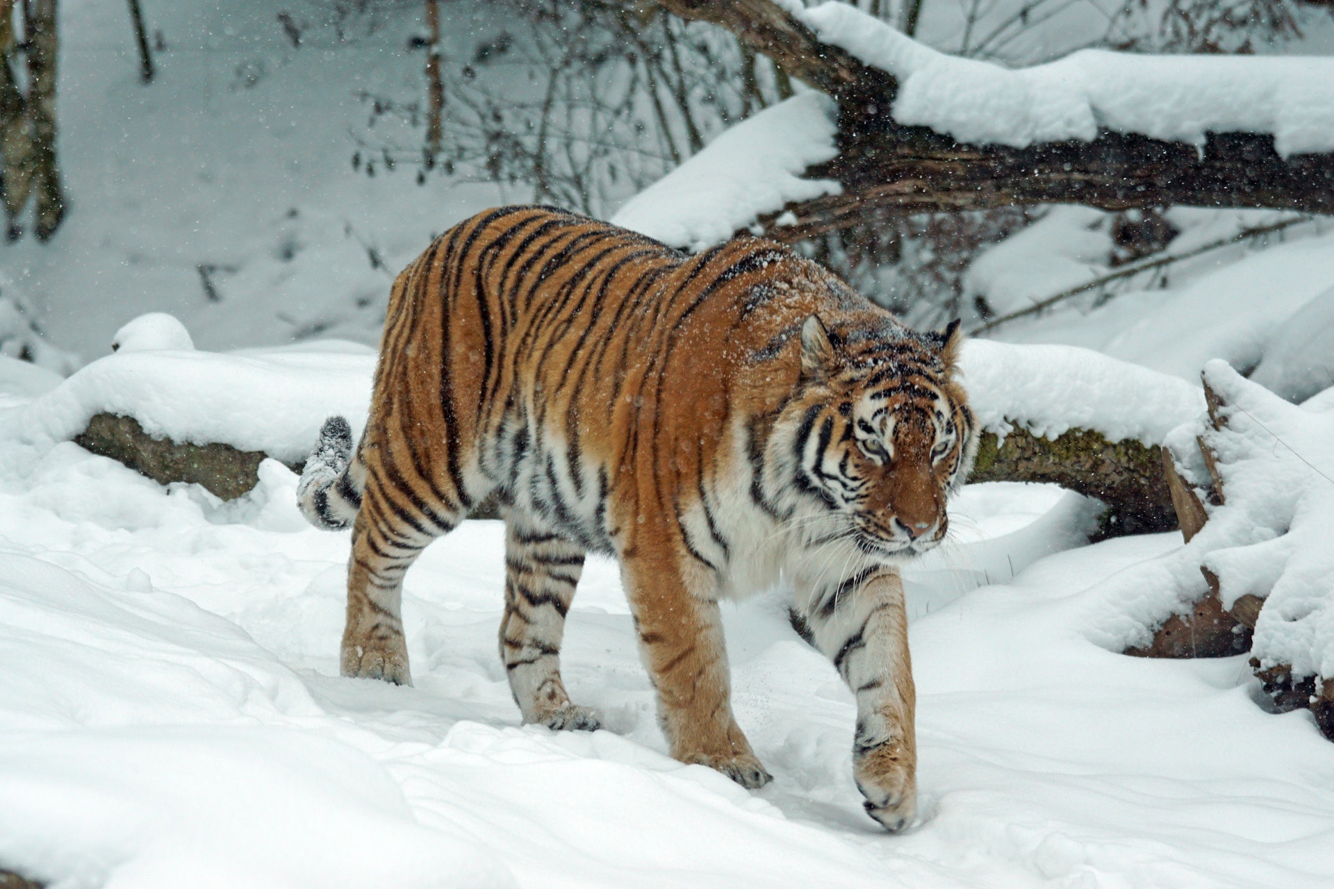 Descarga gratuita de fondo de pantalla para móvil de Animales, Gatos, Nieve, Tigre.