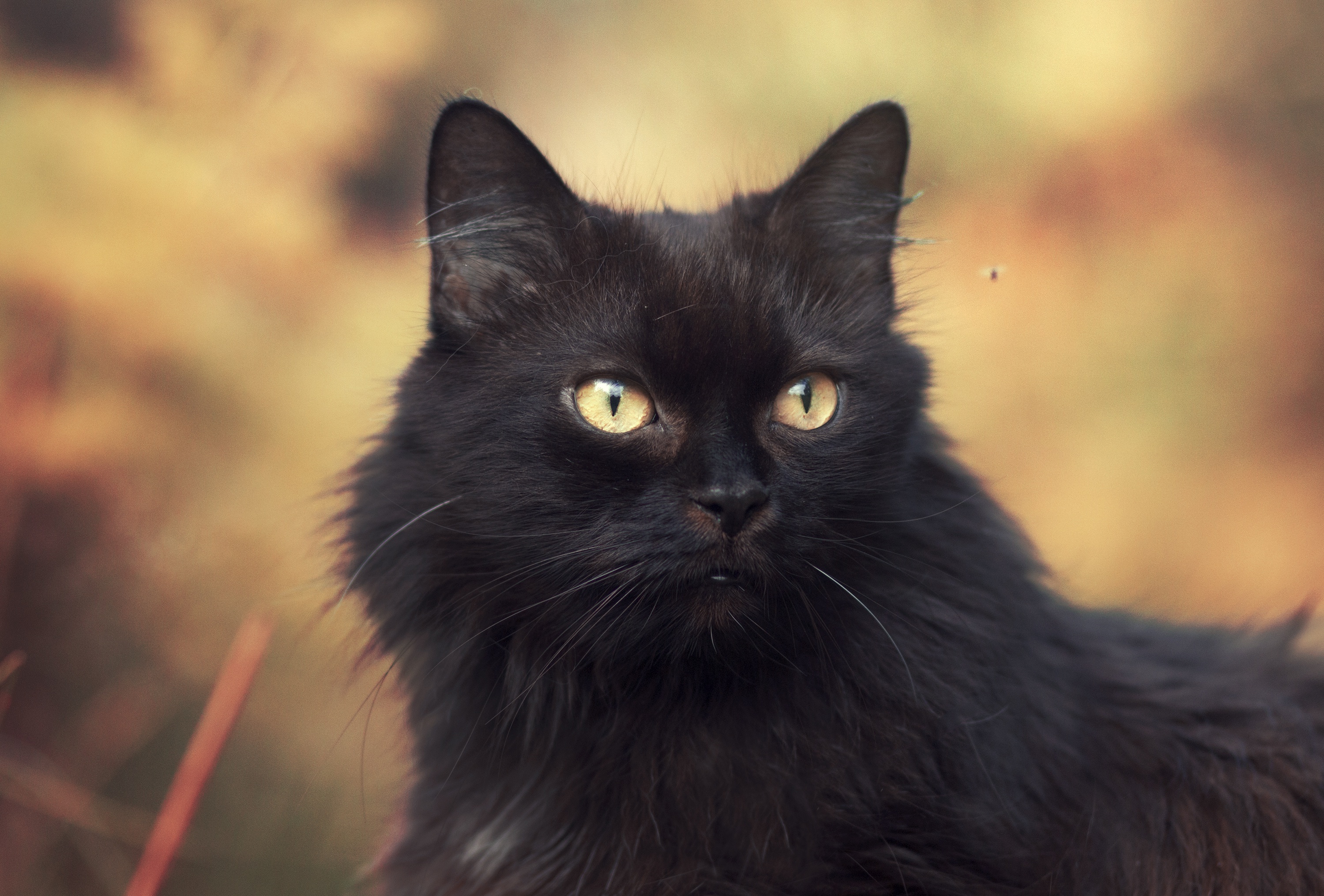 Baixe gratuitamente a imagem Animais, Gatos, Gato na área de trabalho do seu PC