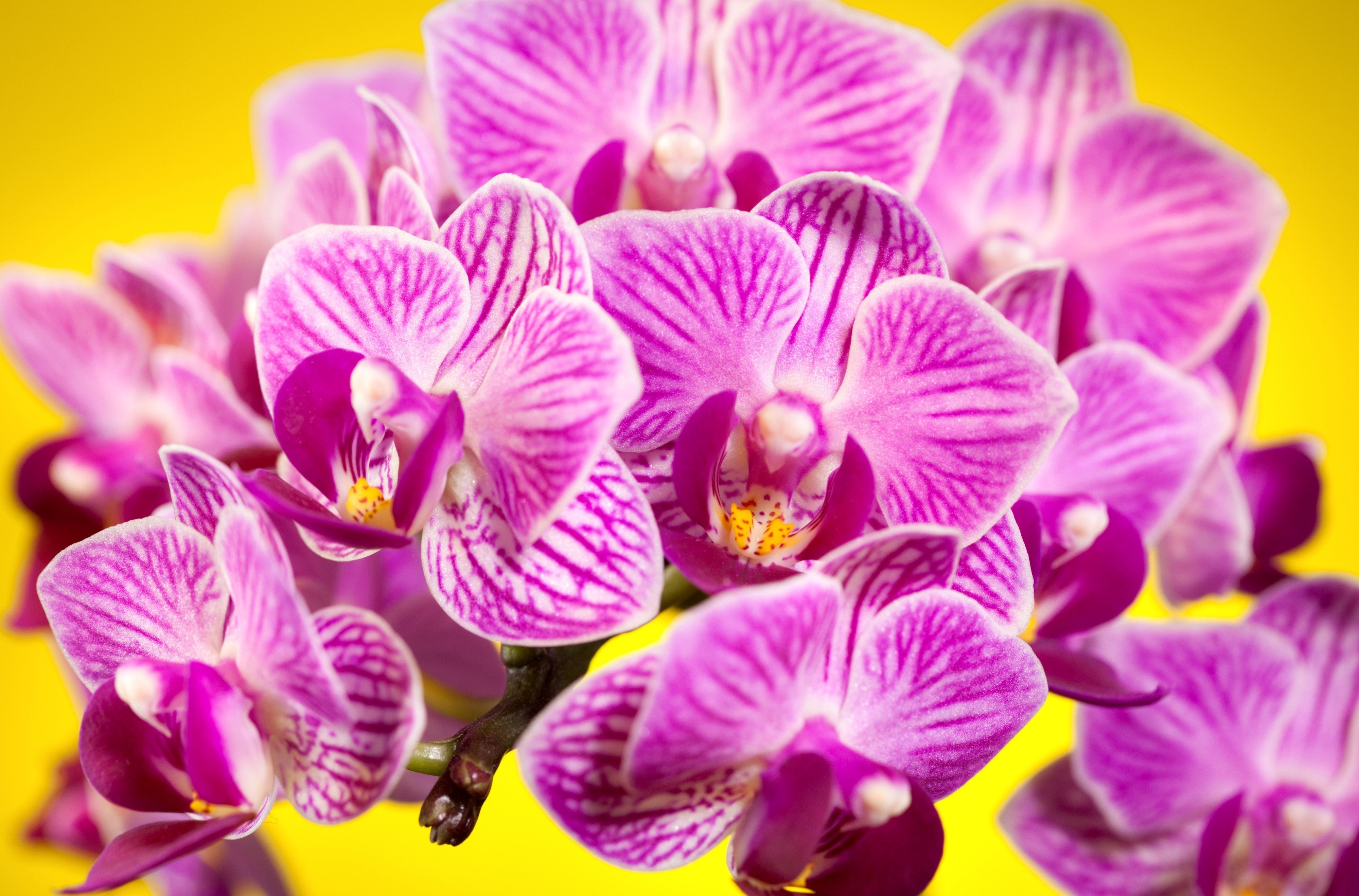 Download mobile wallpaper Orchid, Flowers, Flower, Earth for free.