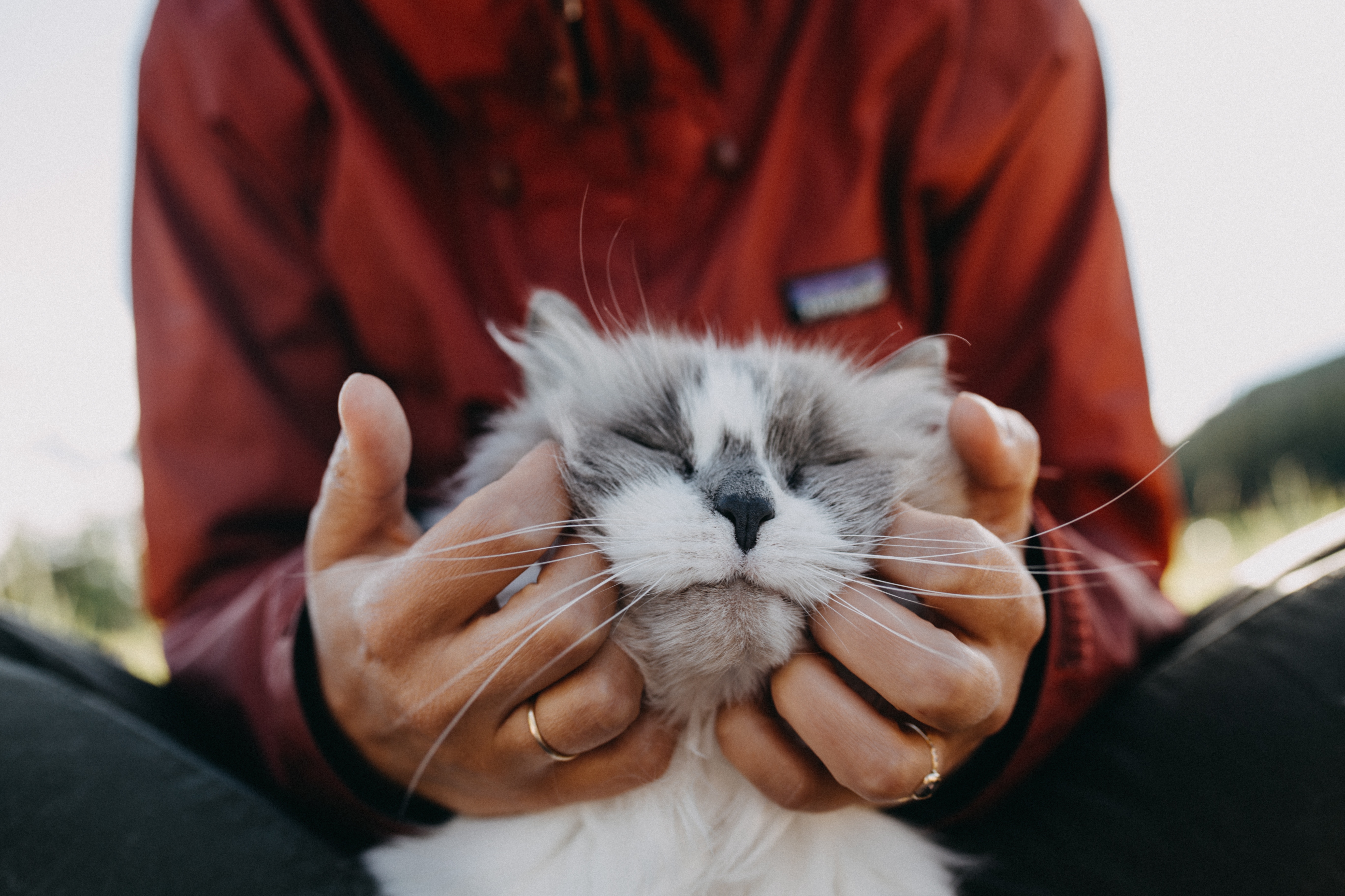 animals, cat, fluffy, hands, tenderness