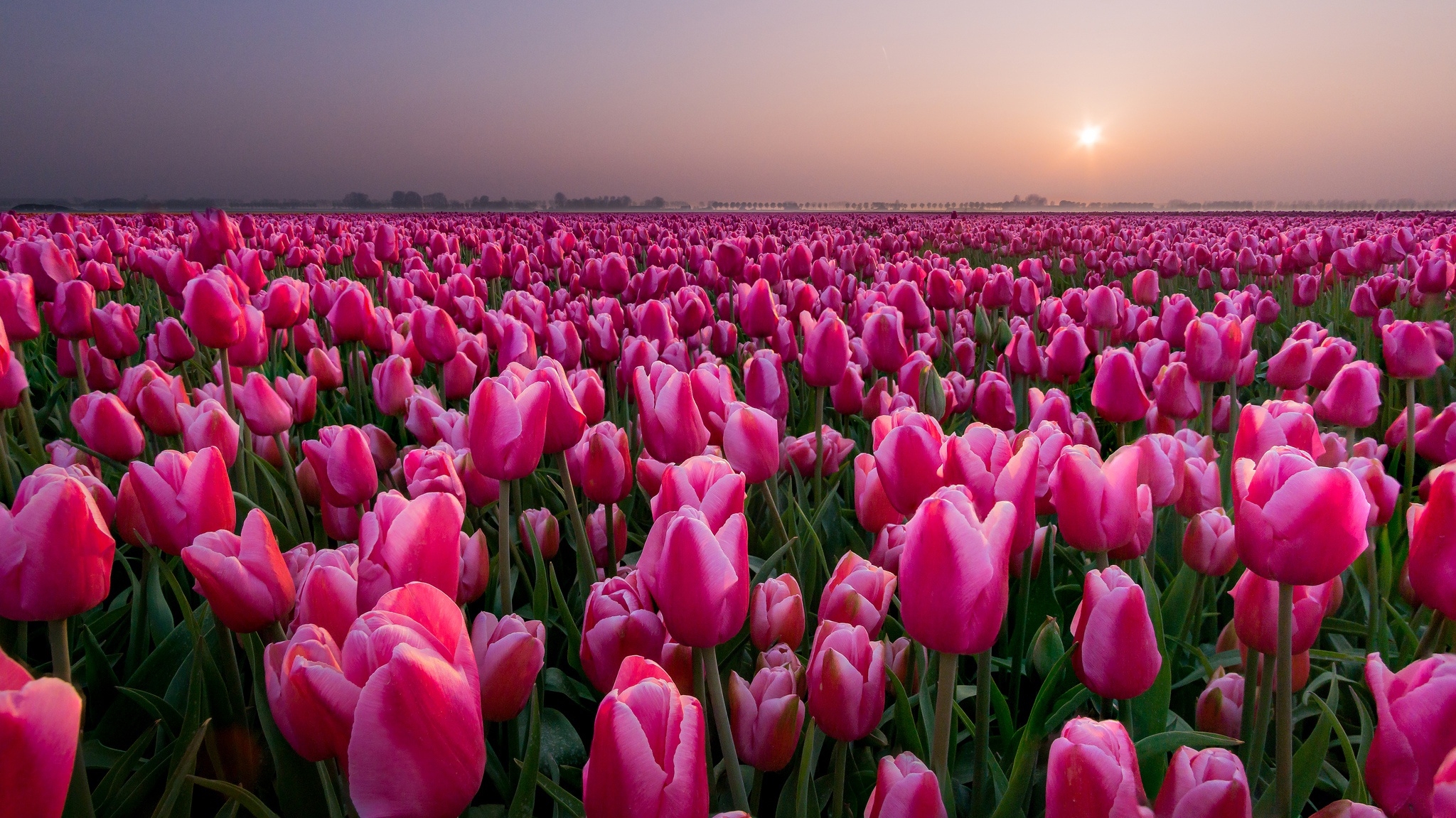 Download mobile wallpaper Nature, Flowers, Summer, Flower, Earth, Field, Tulip, Pink Flower for free.