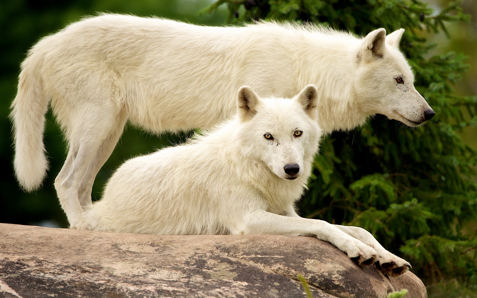 Descarga gratuita de fondo de pantalla para móvil de Animales, Lobo.