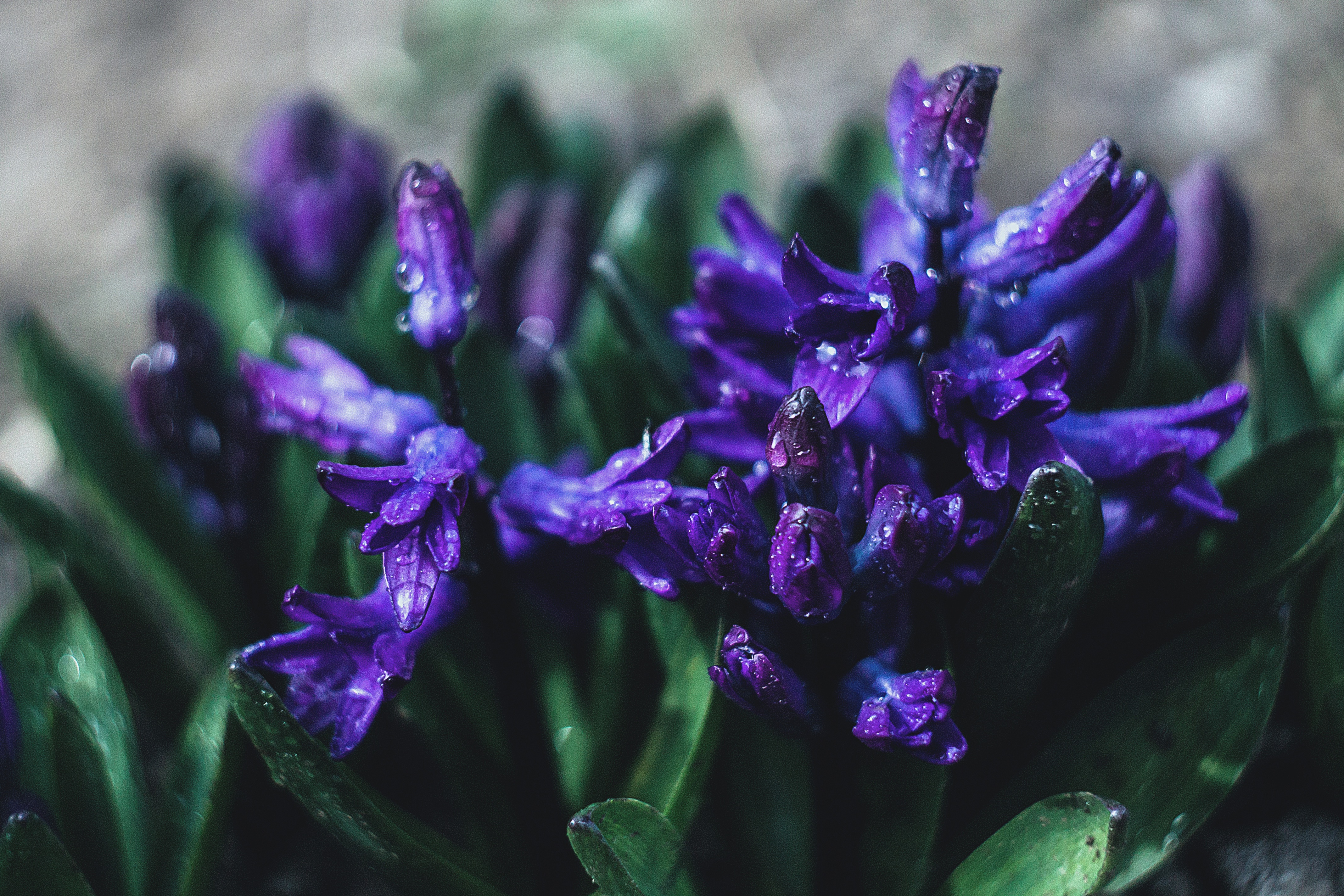 Laden Sie das Drops, Pflanze, Lila, Blume, Nahaufnahme, Blumen-Bild kostenlos auf Ihren PC-Desktop herunter