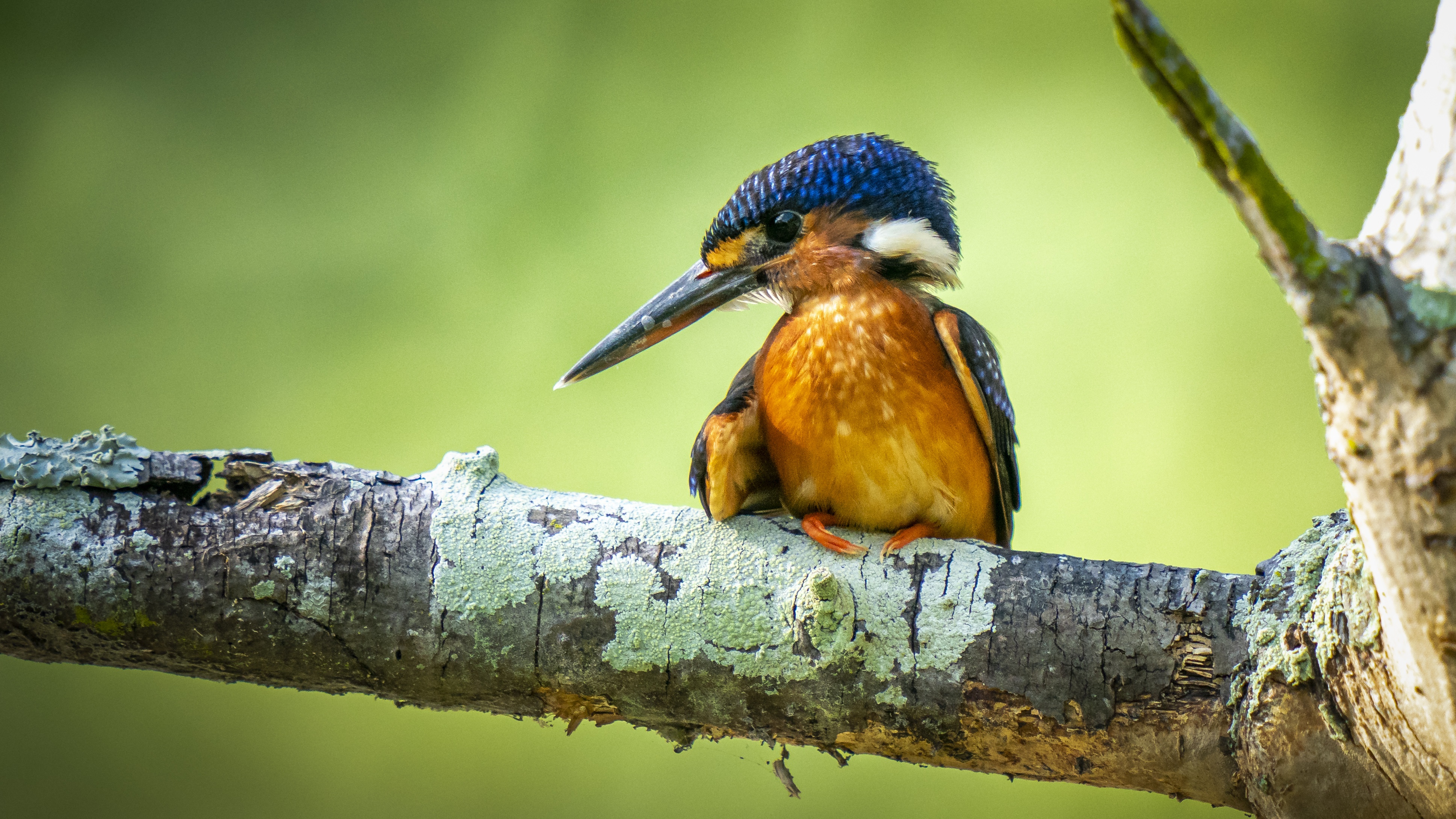 Download mobile wallpaper Birds, Animal, Kingfisher for free.