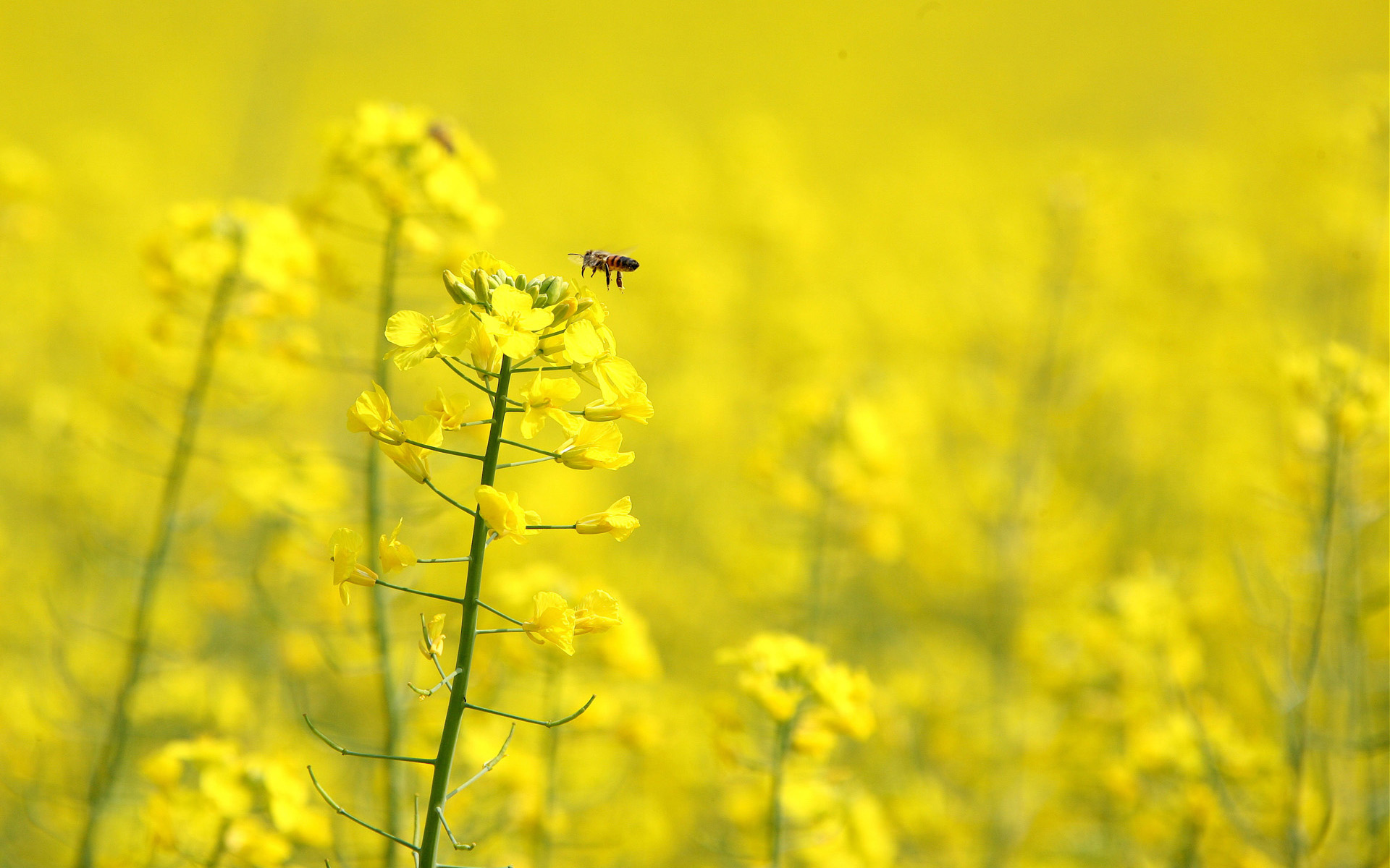 176539 descargar imagen animales, abeja, insectos: fondos de pantalla y protectores de pantalla gratis
