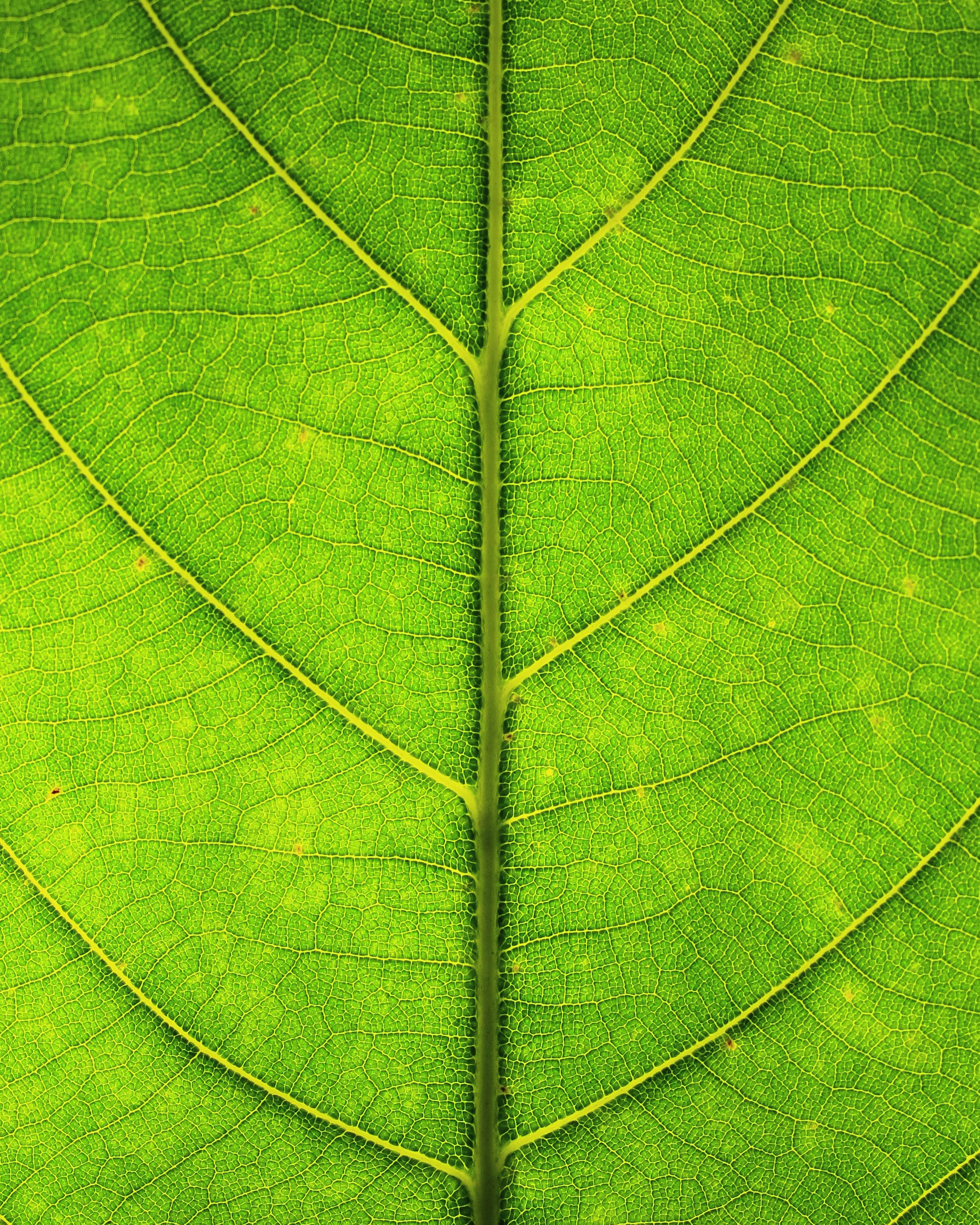 veins, green, macro, texture, sheet, leaf Desktop home screen Wallpaper