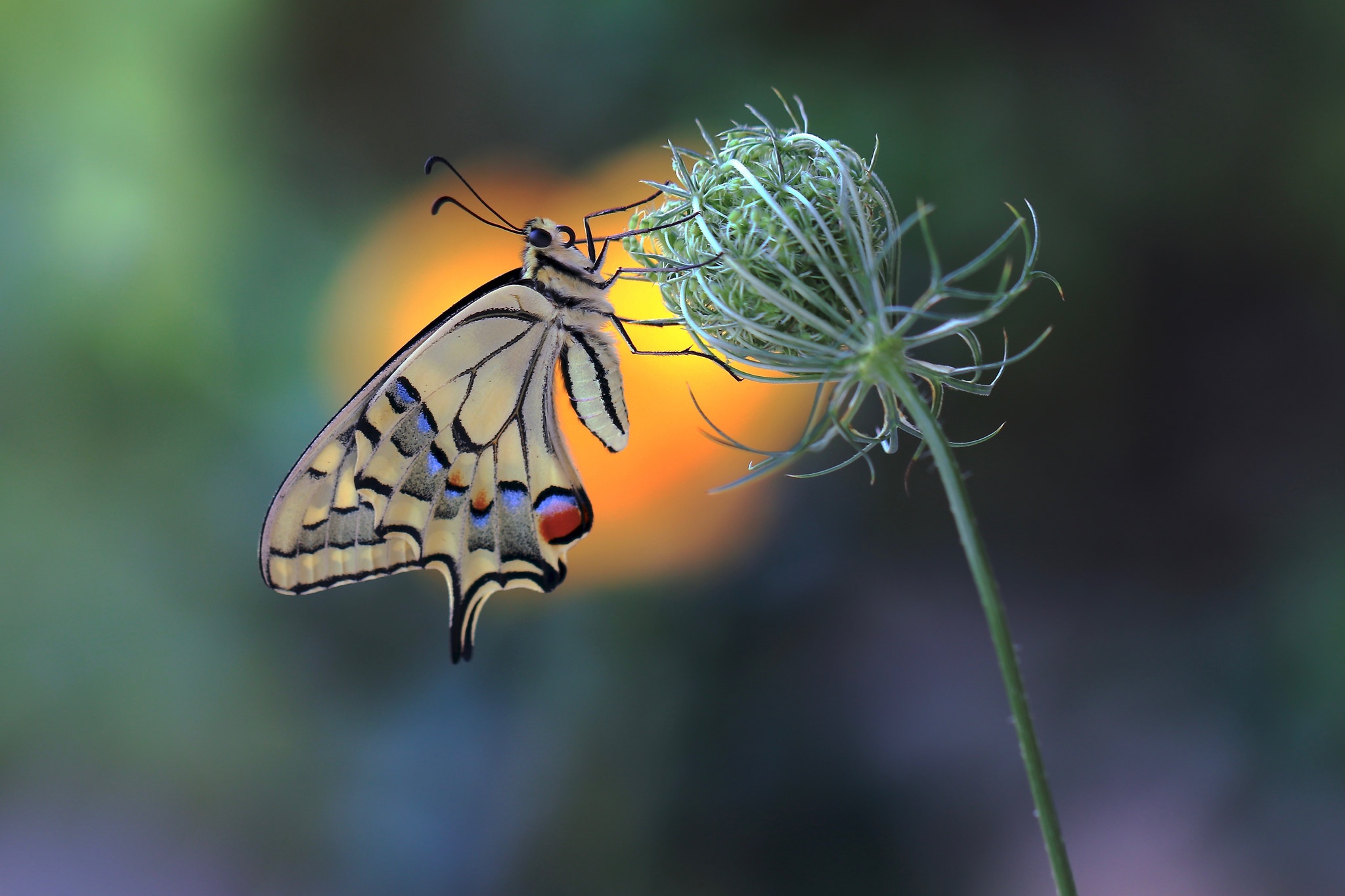 Descarga gratuita de fondo de pantalla para móvil de Animales, Insecto, Mariposa, Macrofotografía.