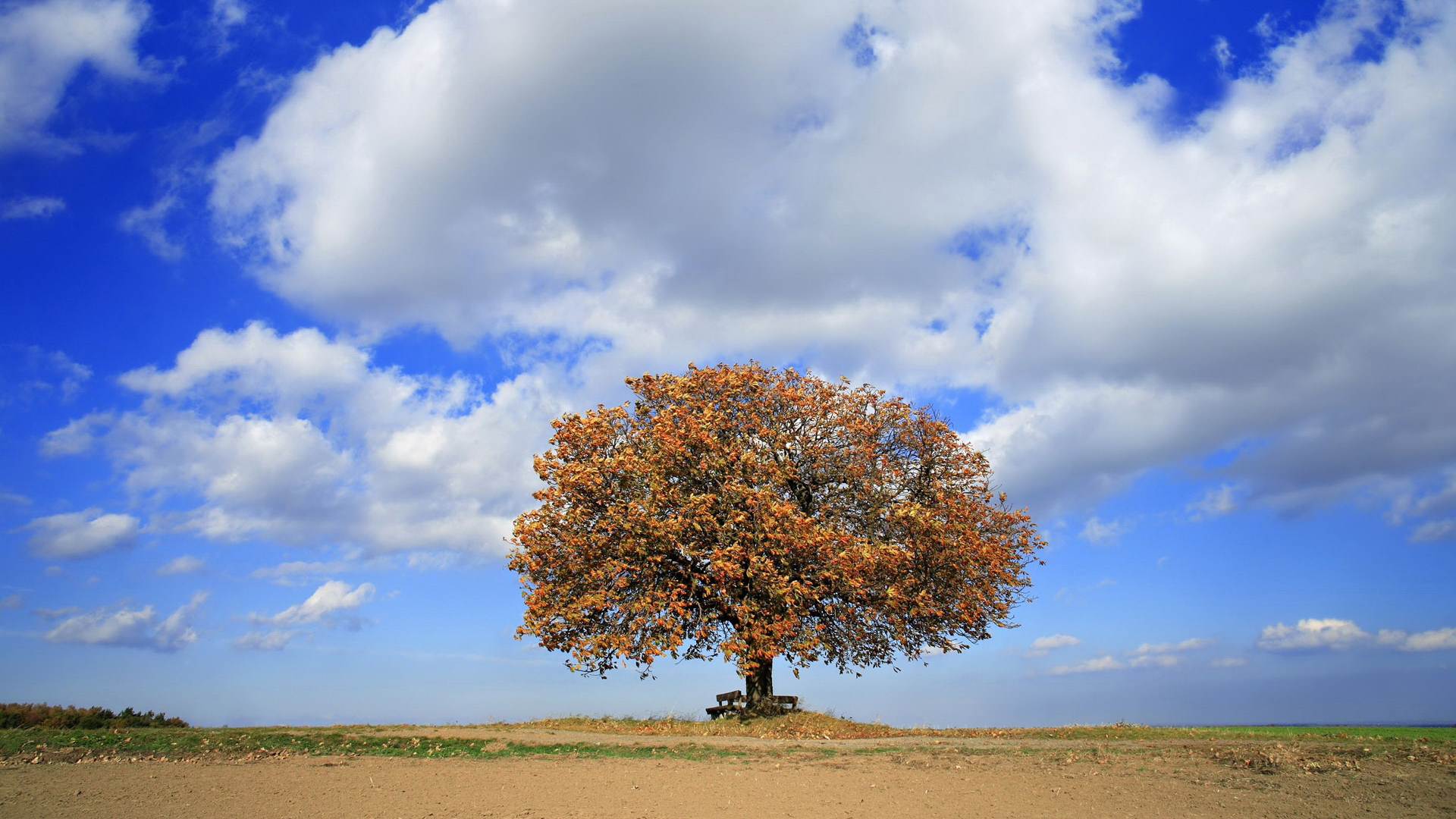 Free download wallpaper Tree, Earth on your PC desktop