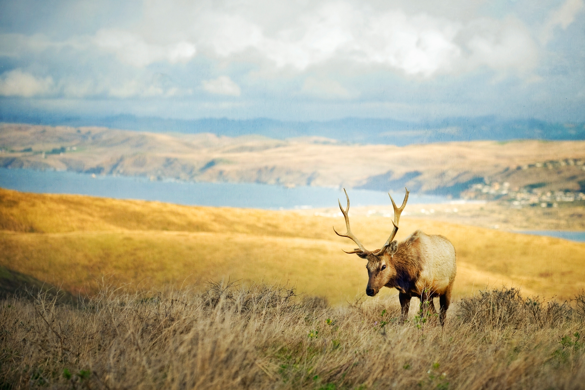 Download mobile wallpaper Smooth, Animals, Grass, Mountains, Blur, Deer for free.