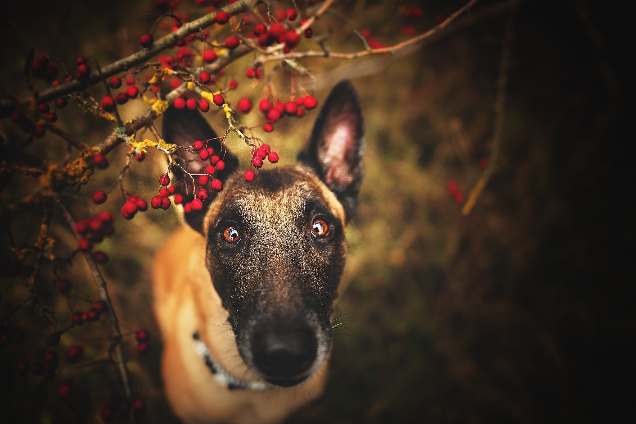 Laden Sie das Tiere, Hunde, Hund, Belgischer Schäferhund, Malinois-Bild kostenlos auf Ihren PC-Desktop herunter