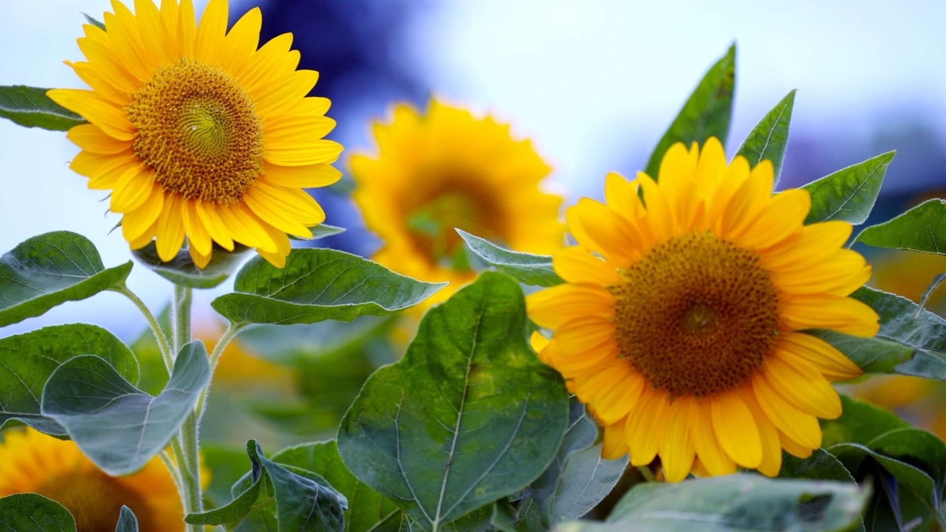 Descarga gratis la imagen Flores, Girasol, Tierra/naturaleza en el escritorio de tu PC