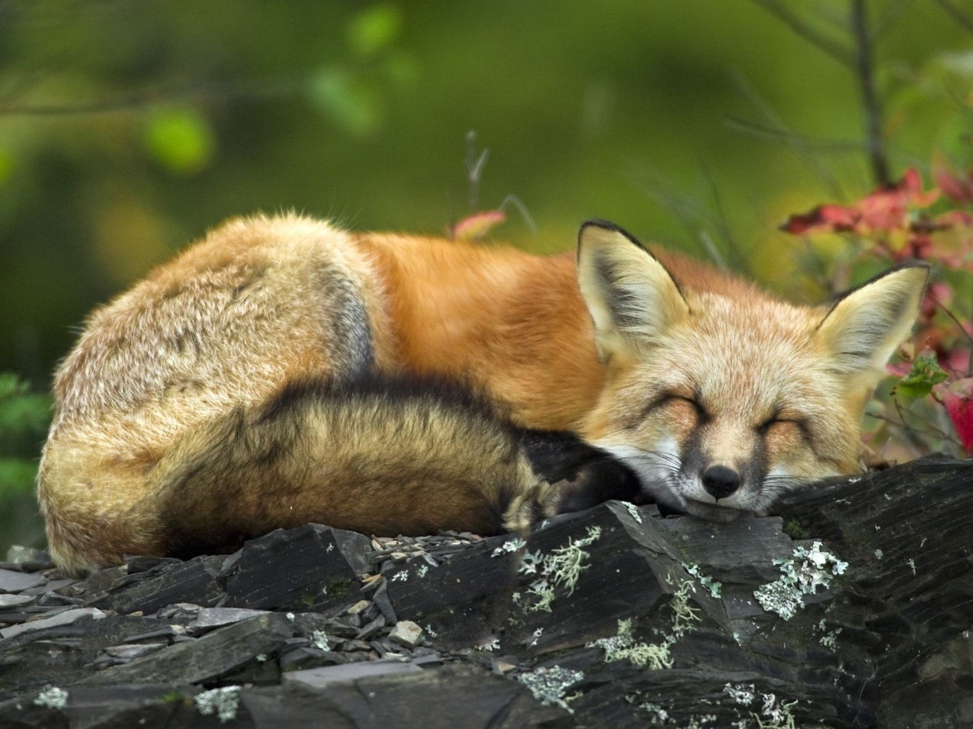 Laden Sie das Tiere, Fox-Bild kostenlos auf Ihren PC-Desktop herunter