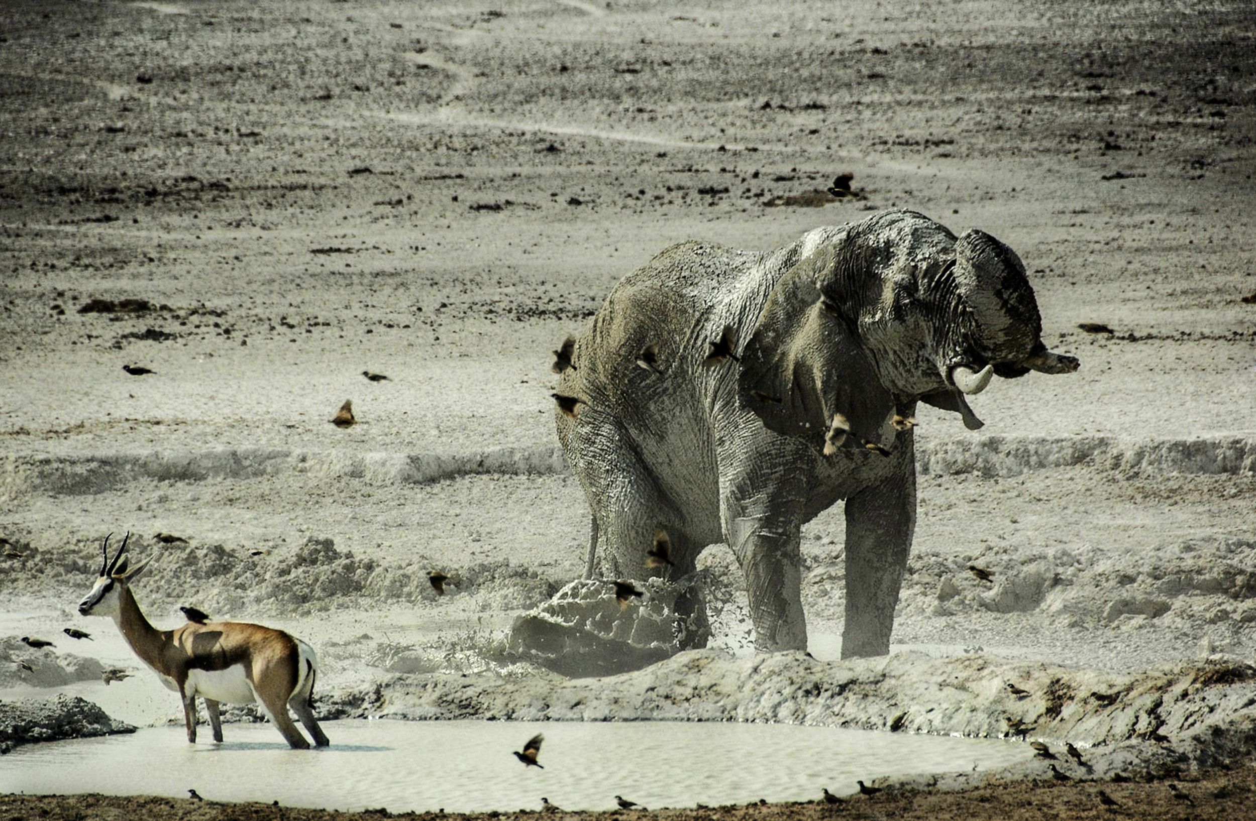 animal, african bush elephant, mud, water, elephants