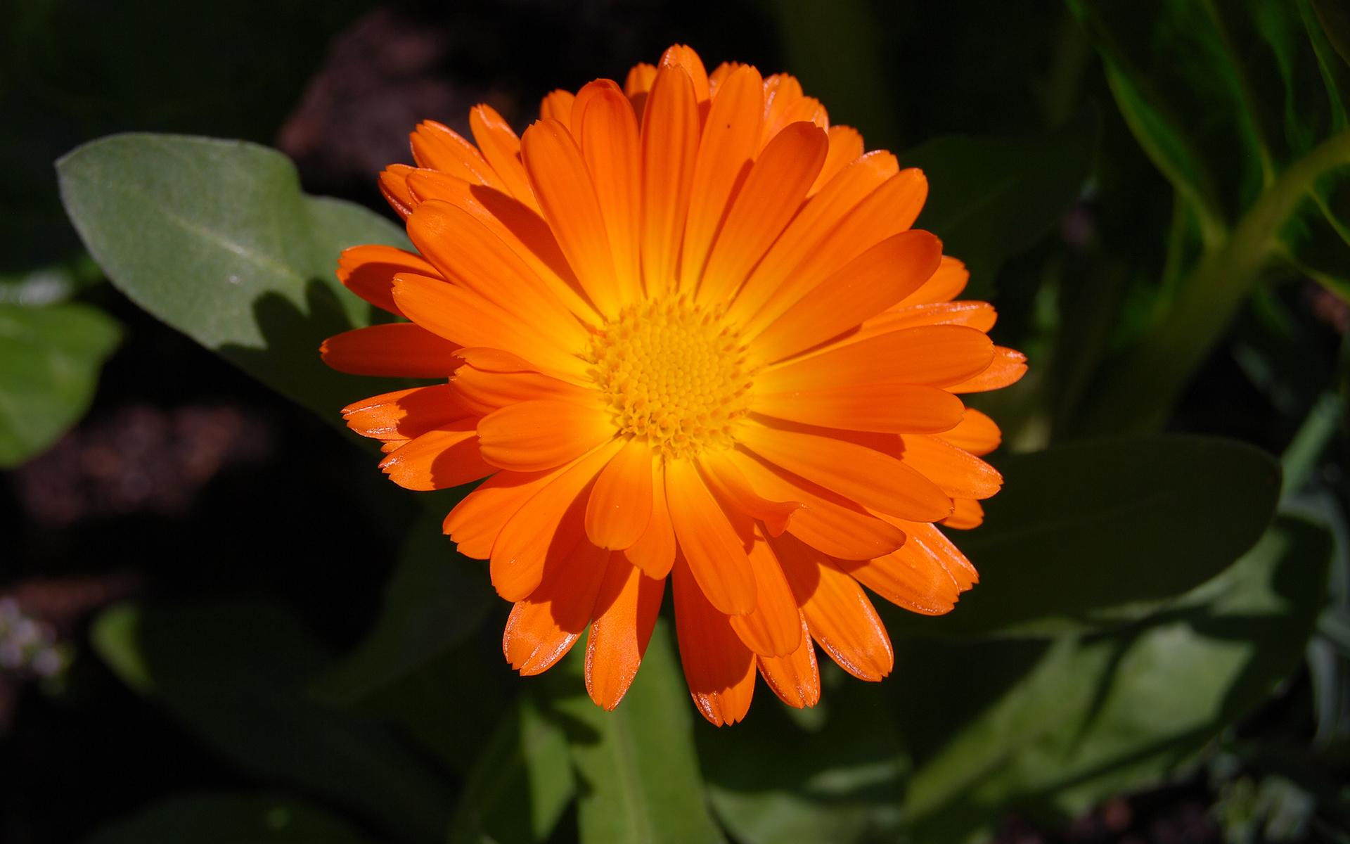 Téléchargez gratuitement l'image Fleurs, Marguerite, Terre/nature sur le bureau de votre PC