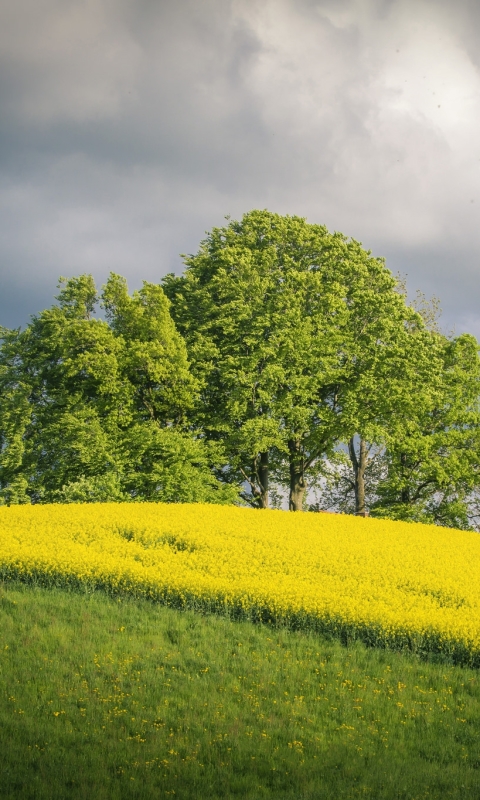 Download mobile wallpaper Grass, Tree, Earth, Field, Yellow Flower, Rapeseed for free.