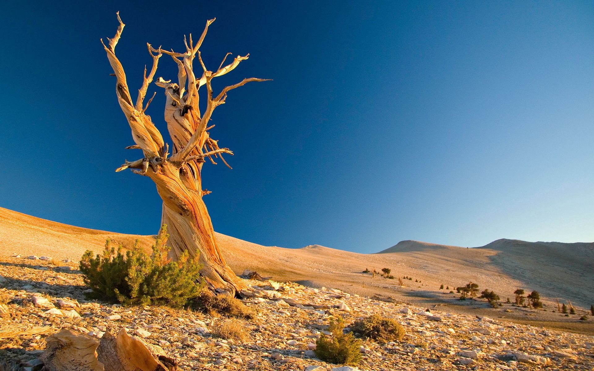 104300 скачать картинку пустыня, природа, камни, песок, дерево, сплетения, кустарники, мертвое, ветви - обои и заставки бесплатно