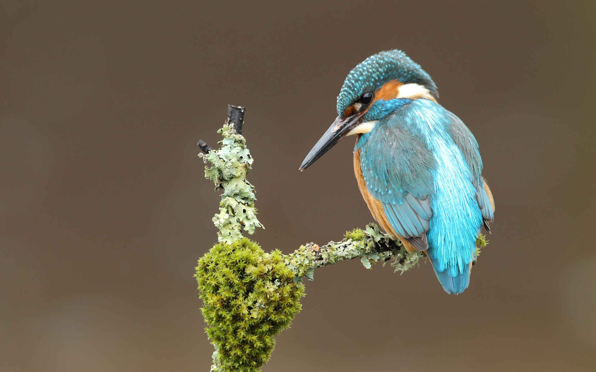 Download mobile wallpaper Kingfisher, Bird, Birds, Animal for free.