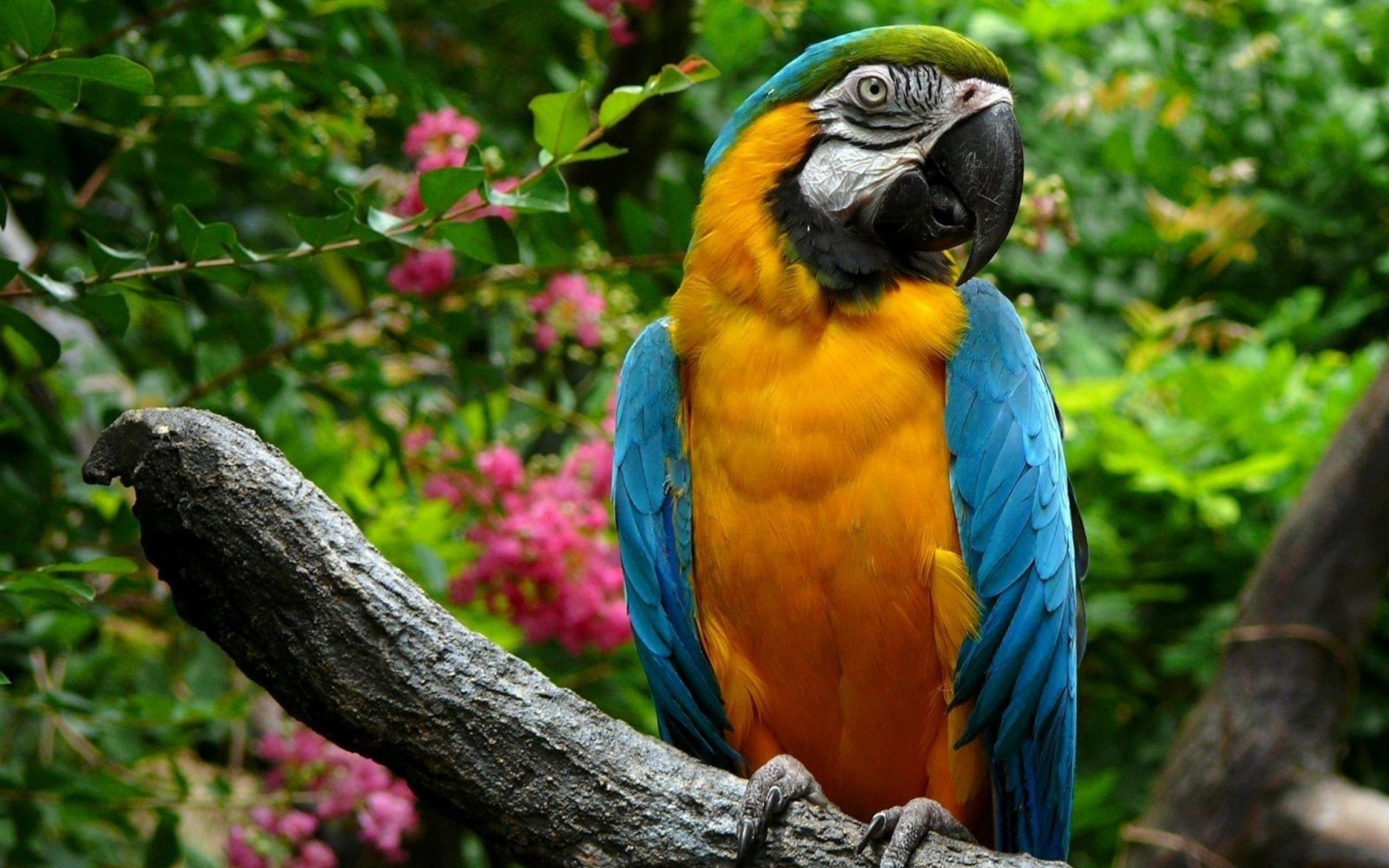 276721壁紙のダウンロード動物, 青と黄色のコンゴウインコ, 鳥-スクリーンセーバーと写真を無料で