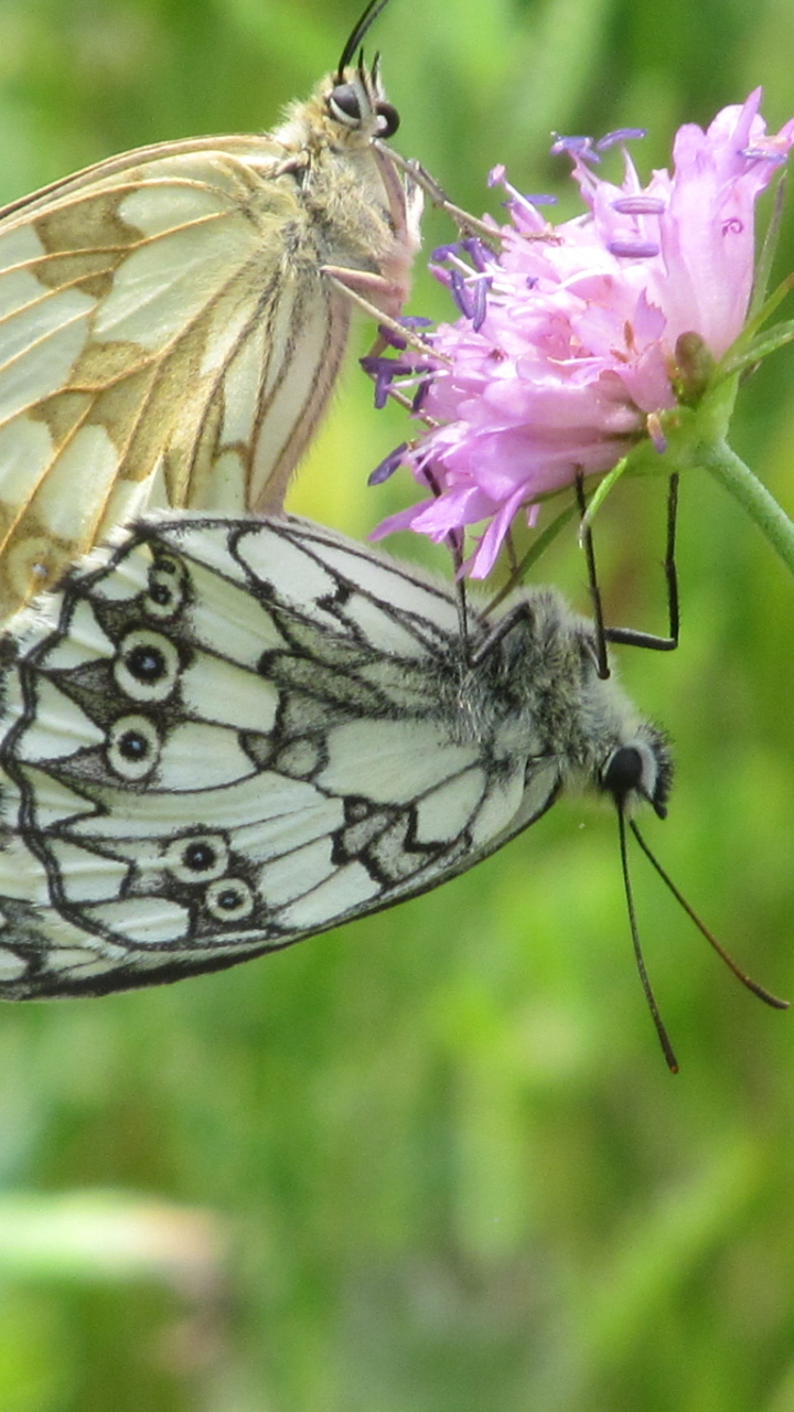 Descarga gratuita de fondo de pantalla para móvil de Animales, Mariposa.