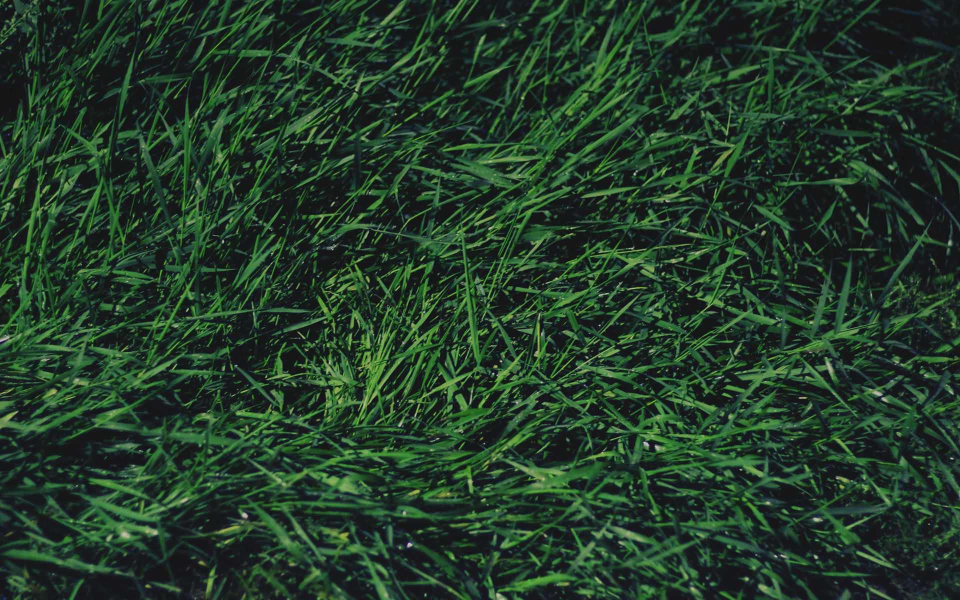 Free download wallpaper Grass, Earth on your PC desktop