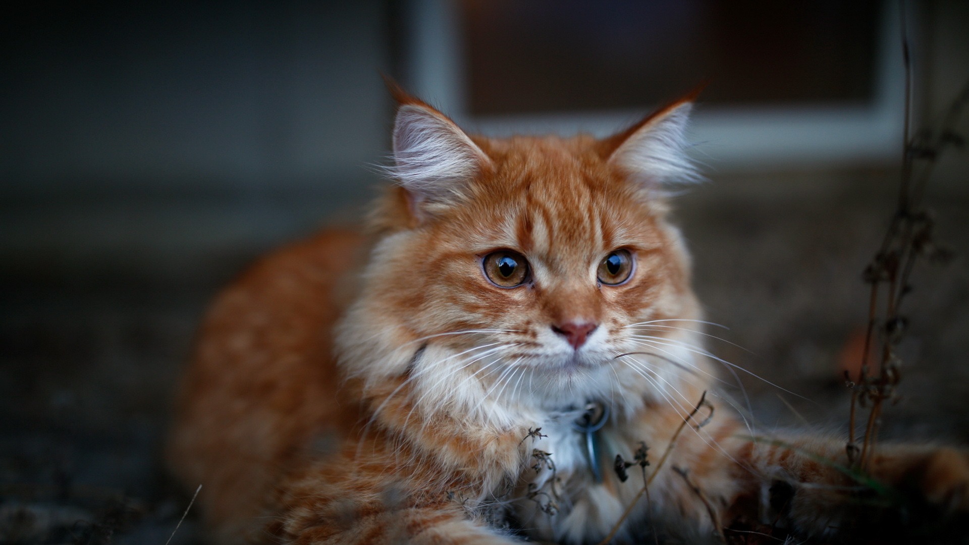 Baixar papel de parede para celular de Animais, Gatos, Gato gratuito.