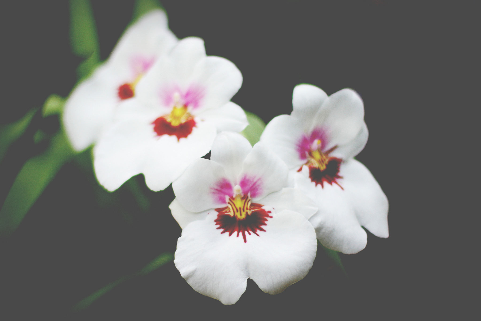 Скачать обои бесплатно Цветок, Орхидея, Белый Цветок, Земля/природа, Флауэрсы картинка на рабочий стол ПК
