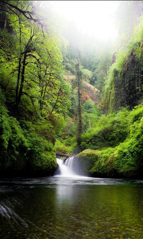 Handy-Wallpaper Wasserfälle, Wasserfall, Wald, Erde, Moos, Erde/natur kostenlos herunterladen.