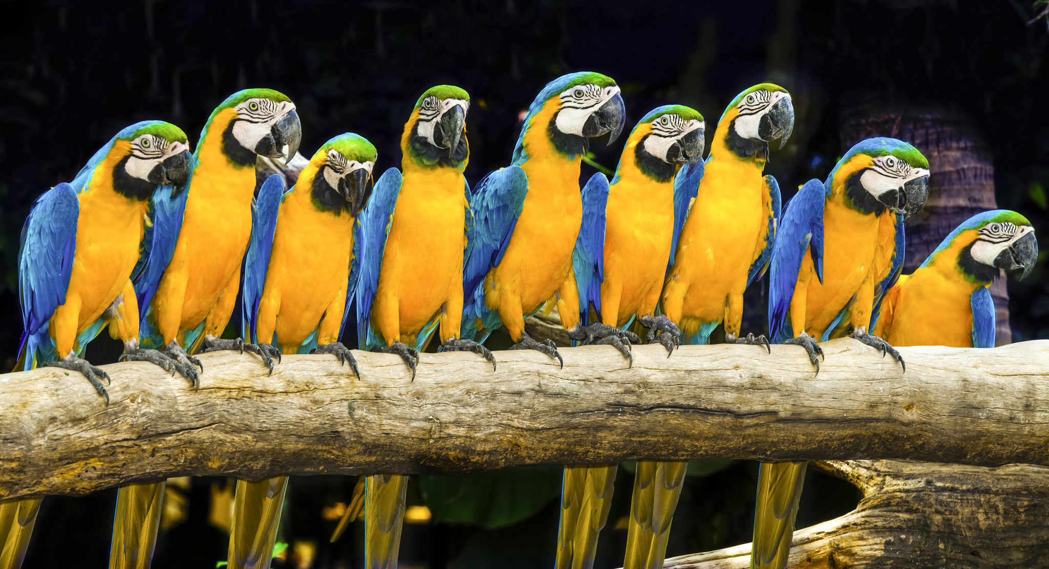無料モバイル壁紙動物, 鳥, コンゴウインコ, 青と黄色のコンゴウインコをダウンロードします。