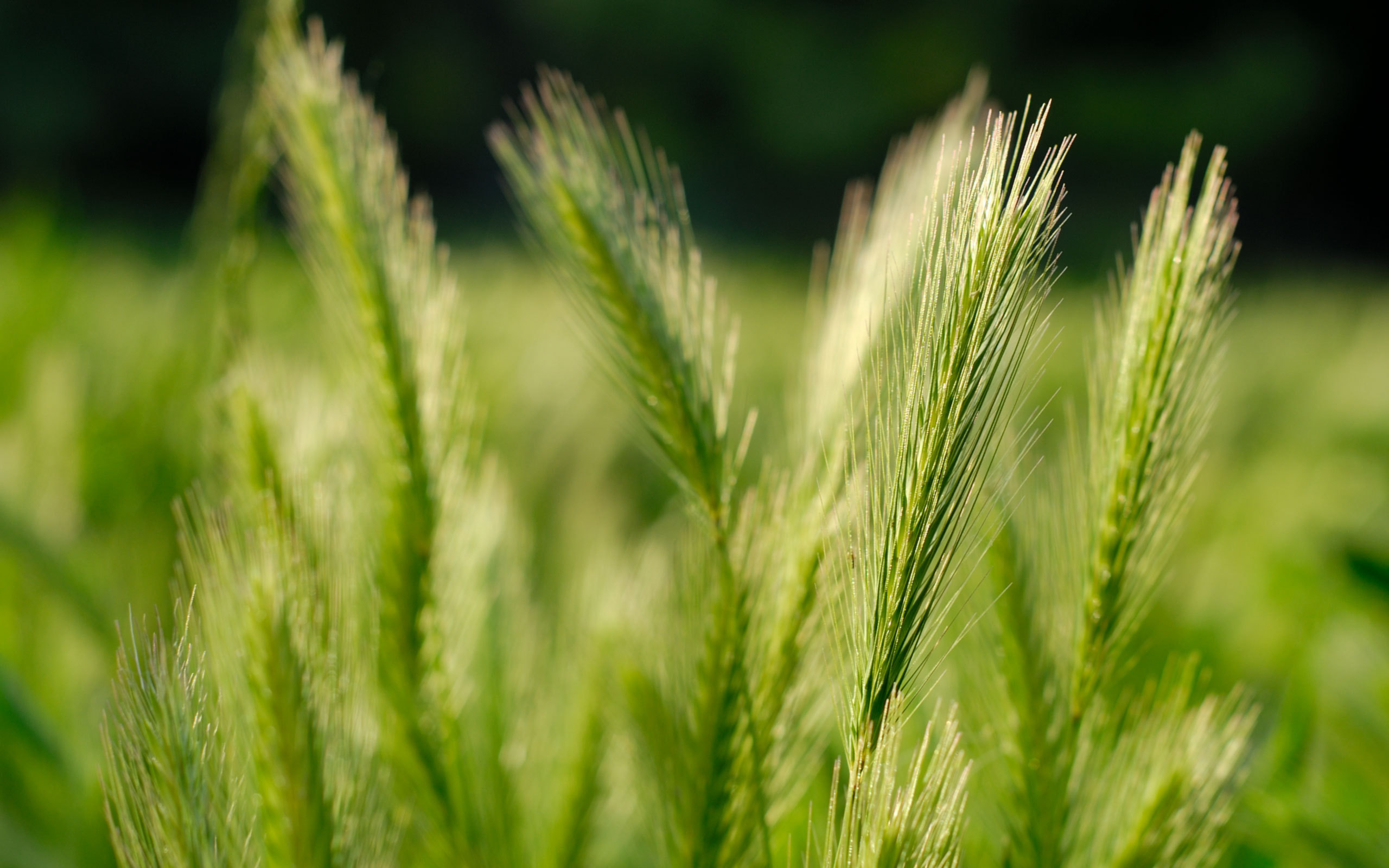 Laden Sie das Weizen, Erde/natur-Bild kostenlos auf Ihren PC-Desktop herunter