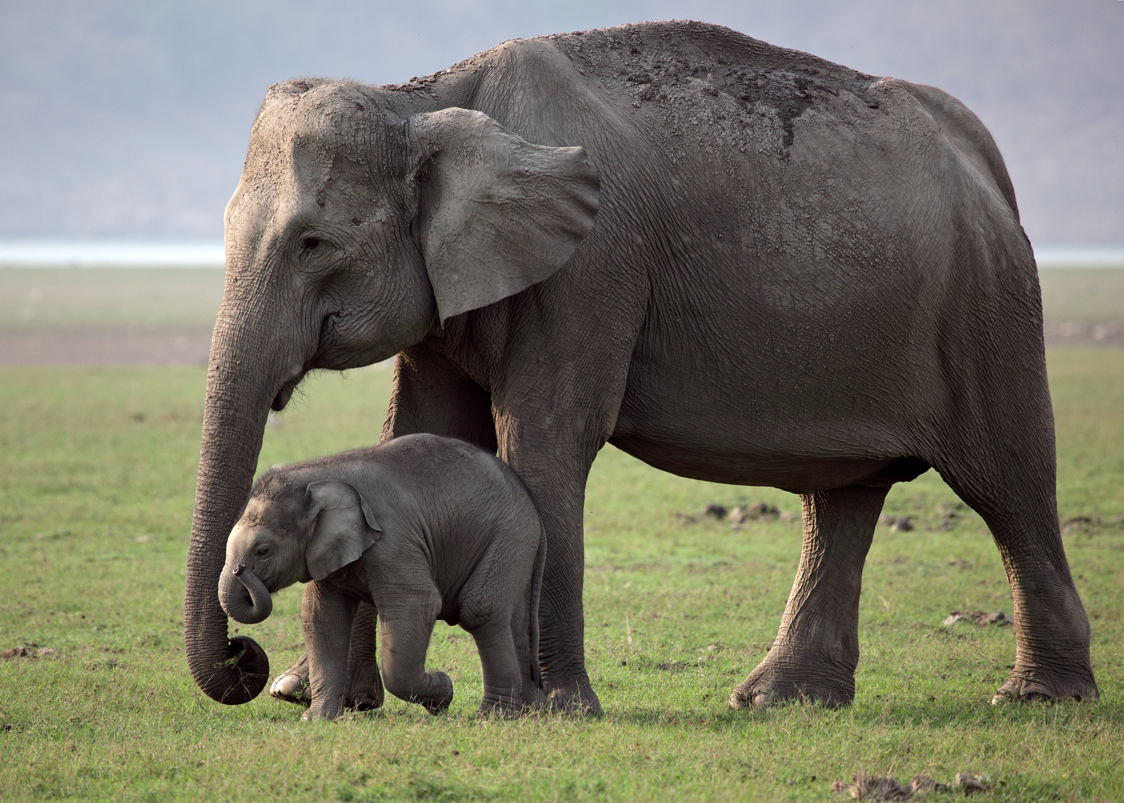 Download mobile wallpaper Elephants, Animal, Baby Animal, Asian Elephant for free.
