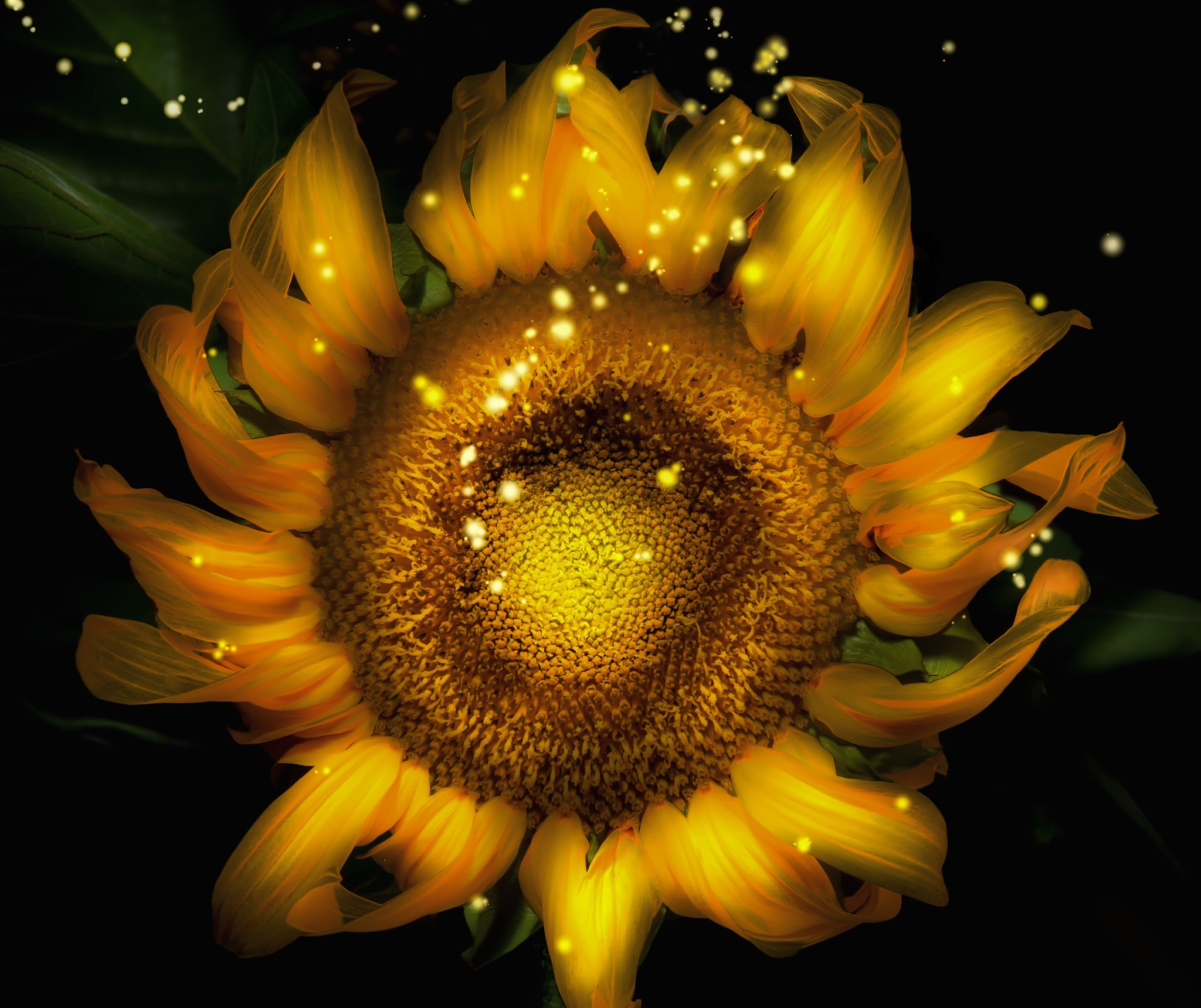 Free download wallpaper Sunflower, Flowers, Earth on your PC desktop
