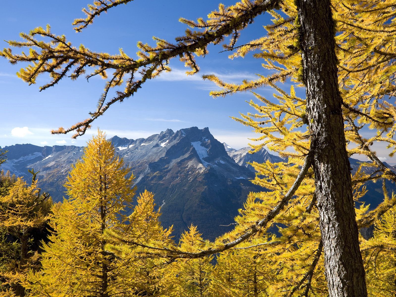 Скачать картинку Деревья, Вашингтон, Природа, Горы, Осень в телефон бесплатно.