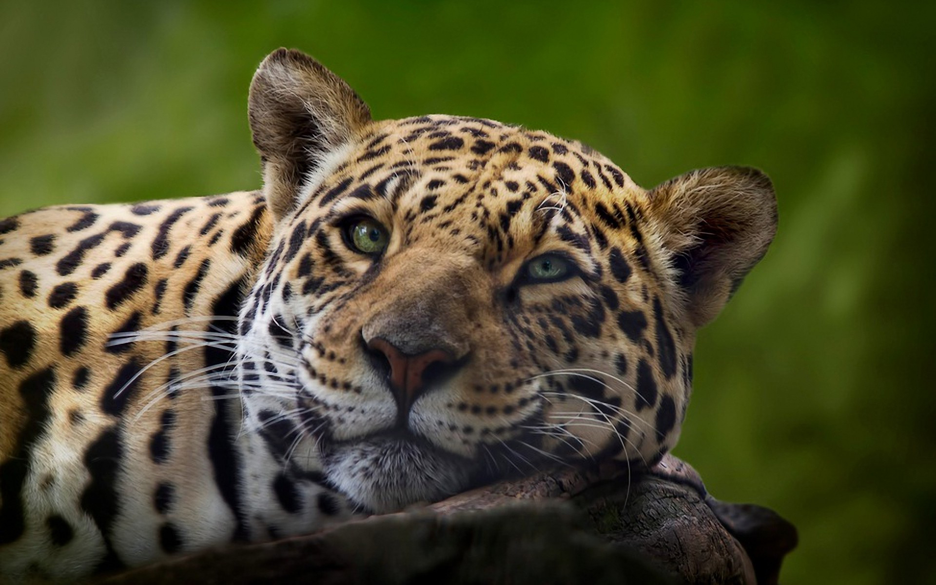 Free download wallpaper Cats, Jaguar, Animal on your PC desktop