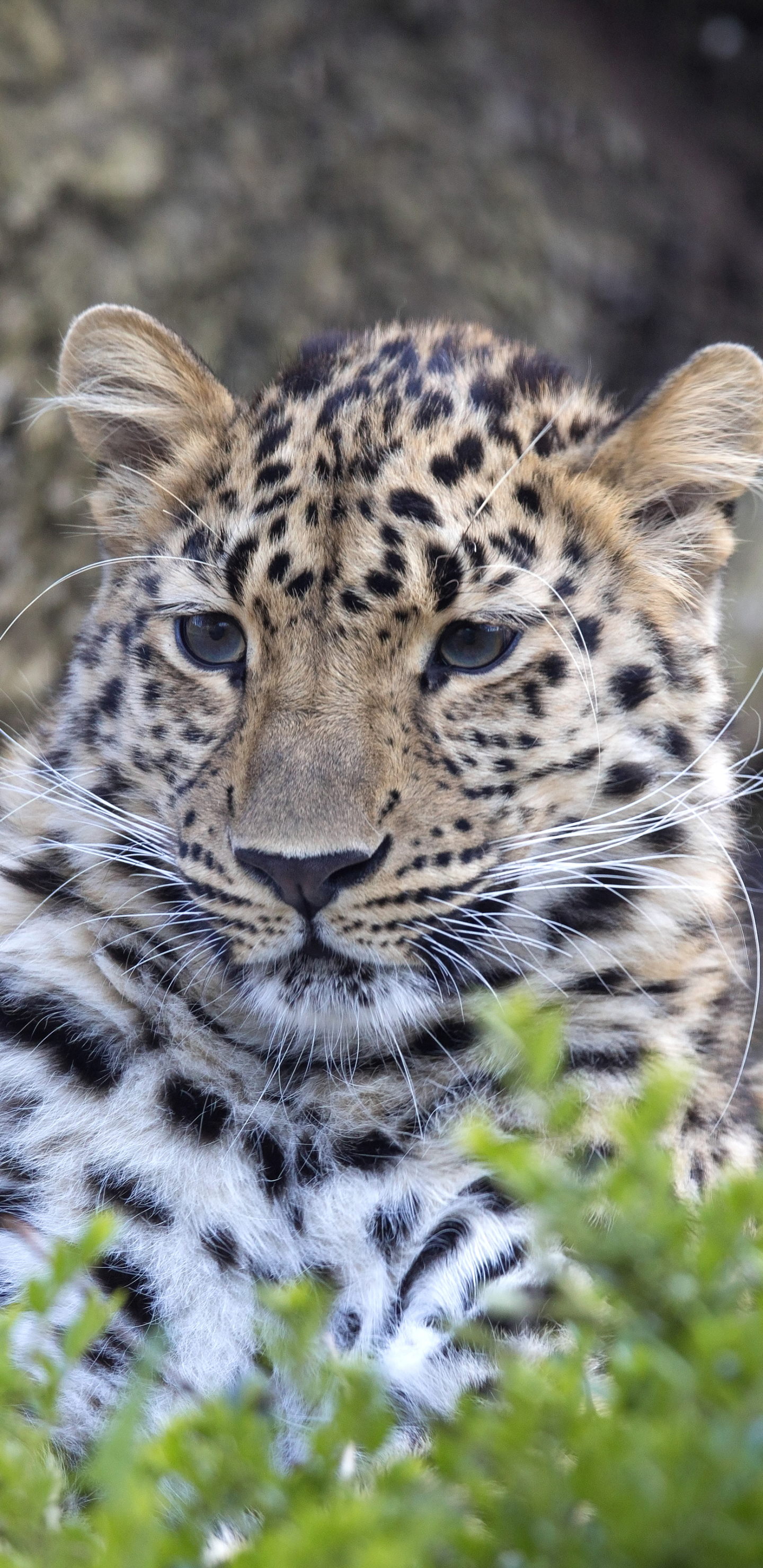 Handy-Wallpaper Tiere, Katzen, Leopard kostenlos herunterladen.