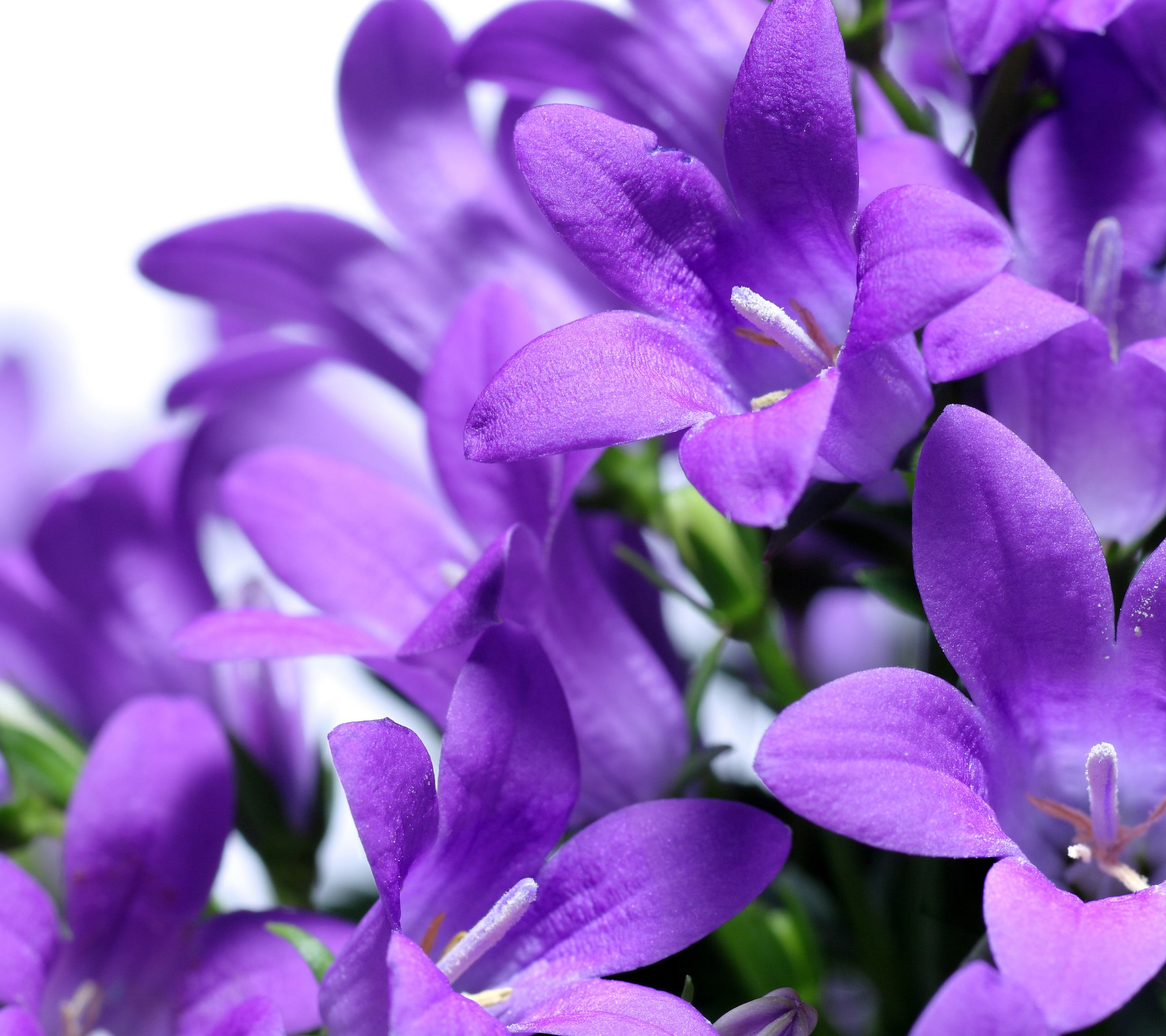 Téléchargez gratuitement l'image Fleurs, Fleur, Terre/nature sur le bureau de votre PC