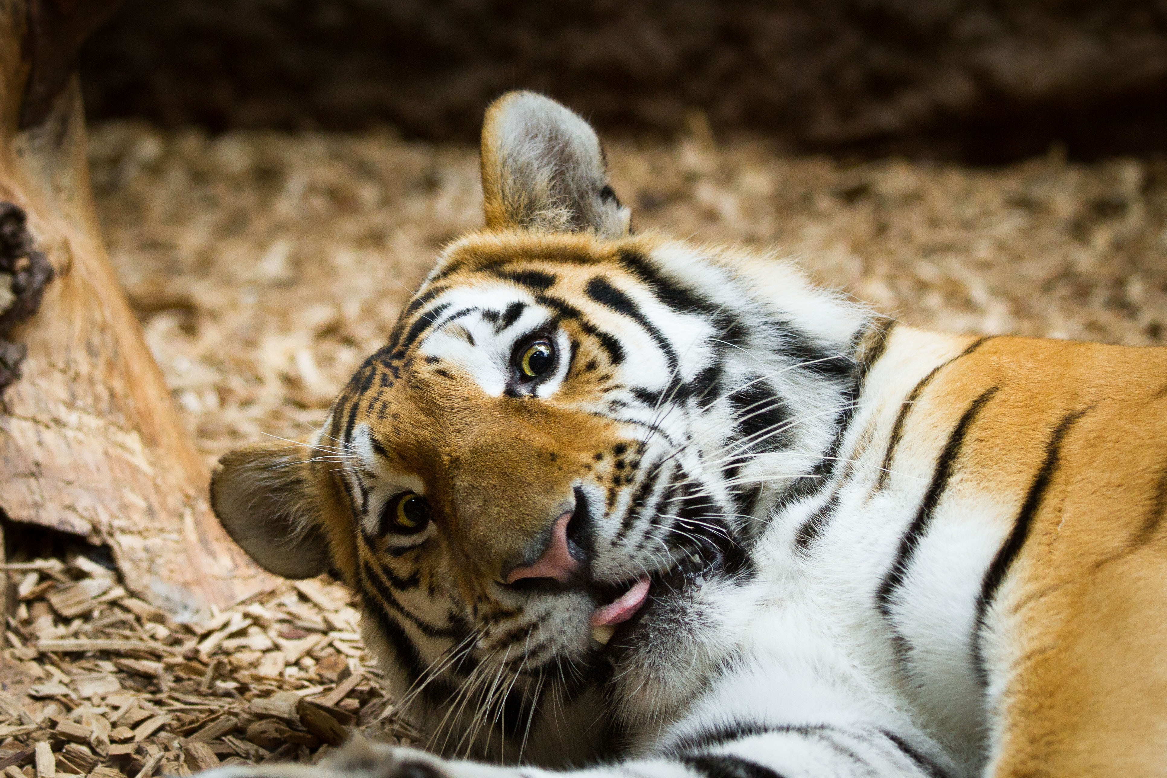 Téléchargez gratuitement l'image Animaux, Chats, Tigre sur le bureau de votre PC