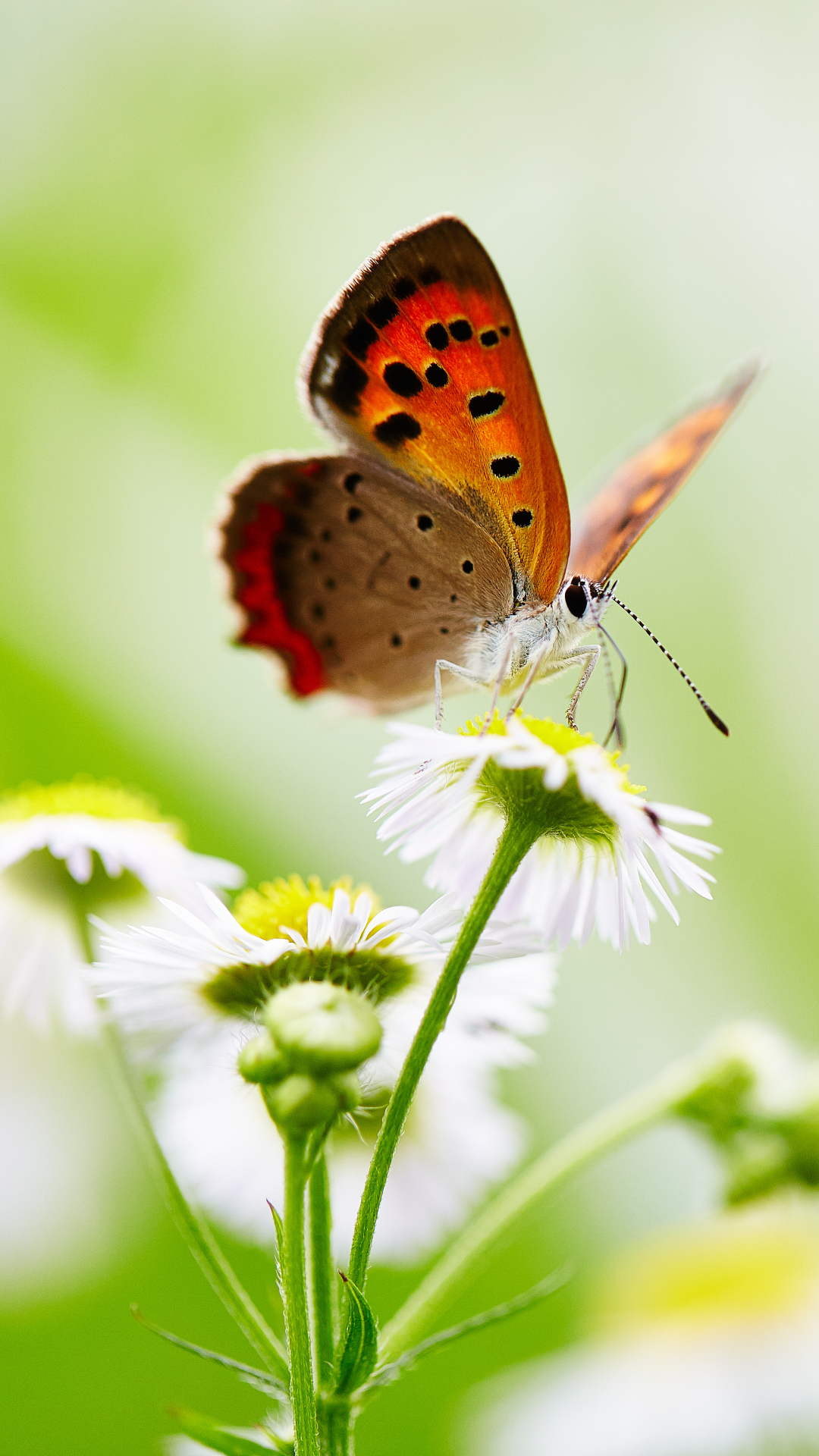 Descarga gratuita de fondo de pantalla para móvil de Animales, Flor, Macro, Insecto, Mariposa, Flor Blanca, Macrofotografía.