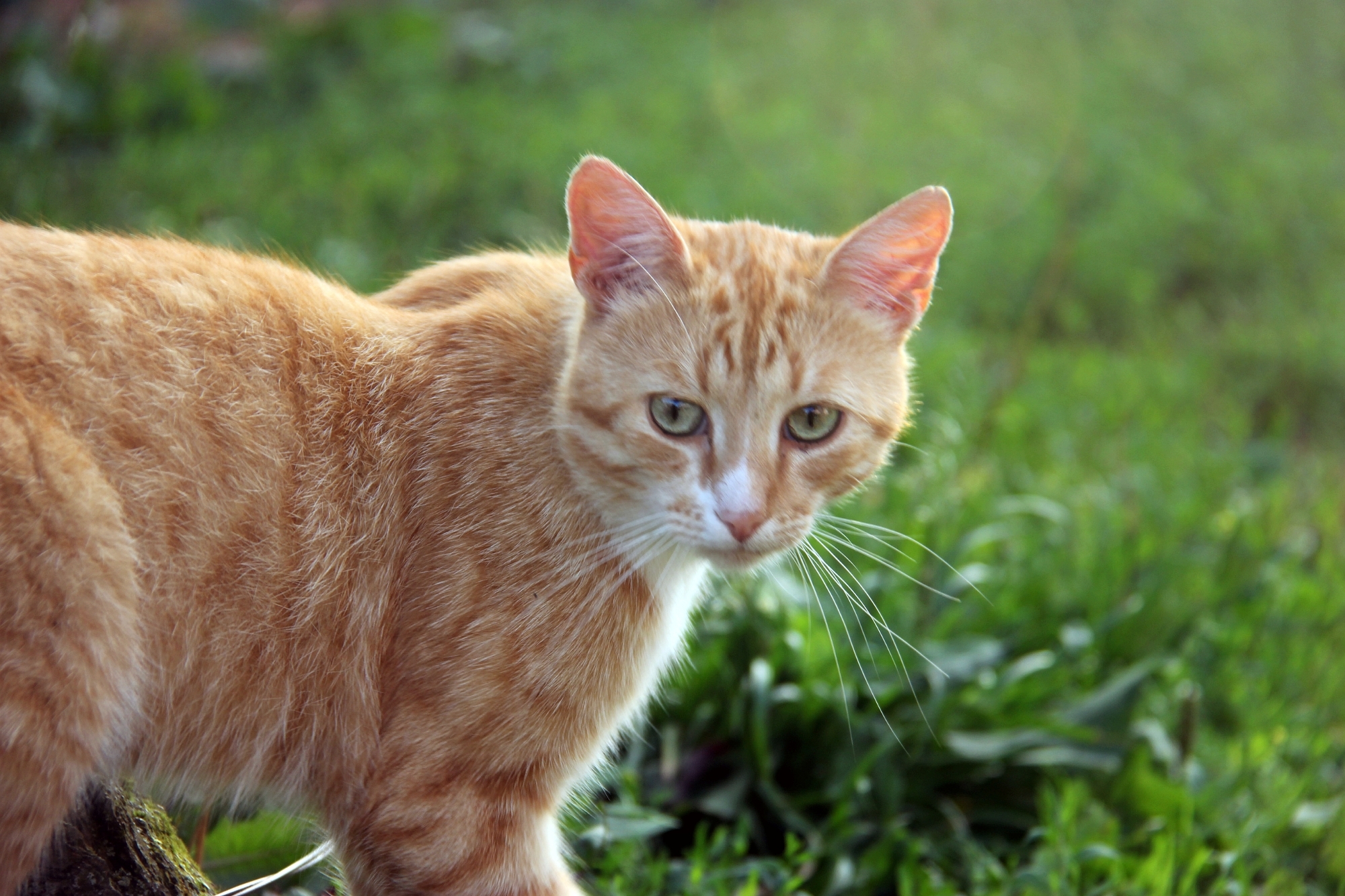 Baixar papel de parede para celular de Gato, Gatos, Animais gratuito.