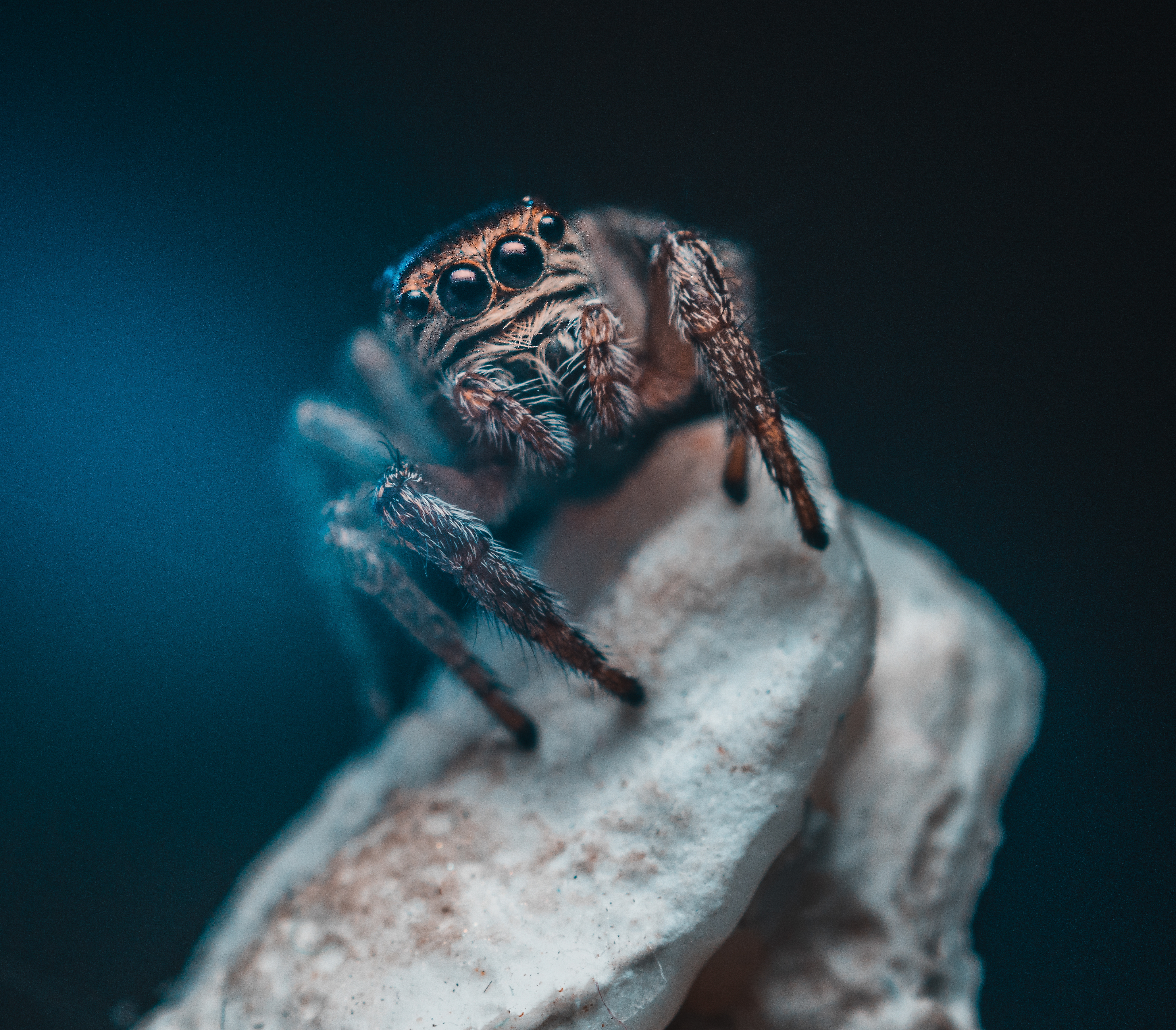 eyes, macro, insect, spider HD wallpaper