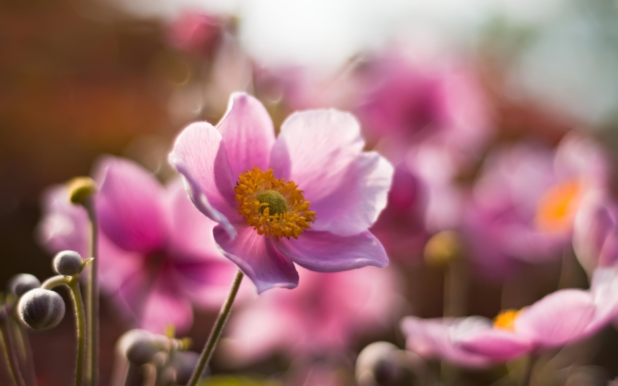 Laden Sie das Blumen, Blume, Erde/natur-Bild kostenlos auf Ihren PC-Desktop herunter